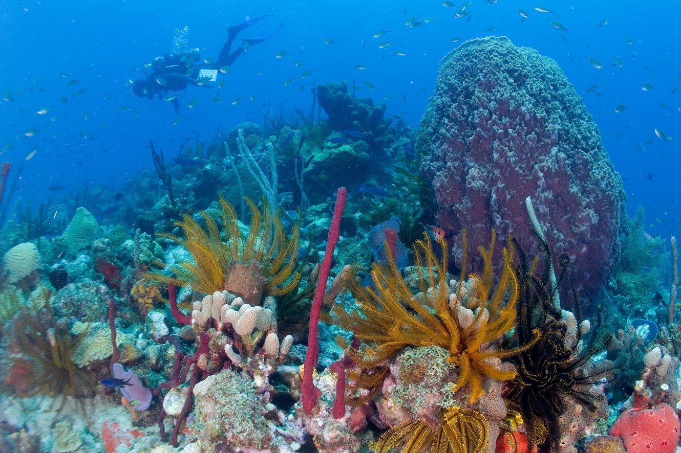 dominica diving 2.jpeg