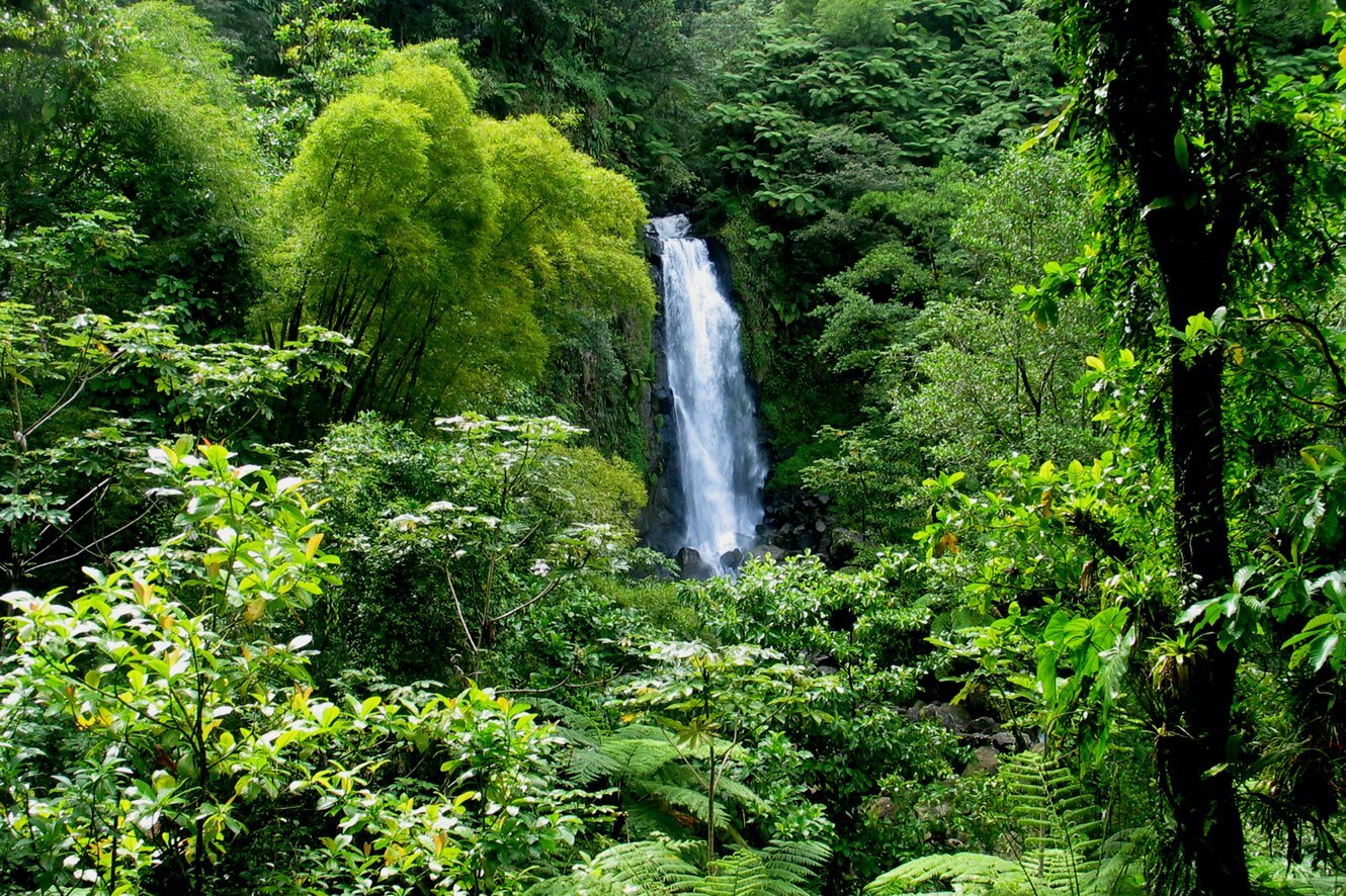 dominica-trafalgar-falls.jpeg