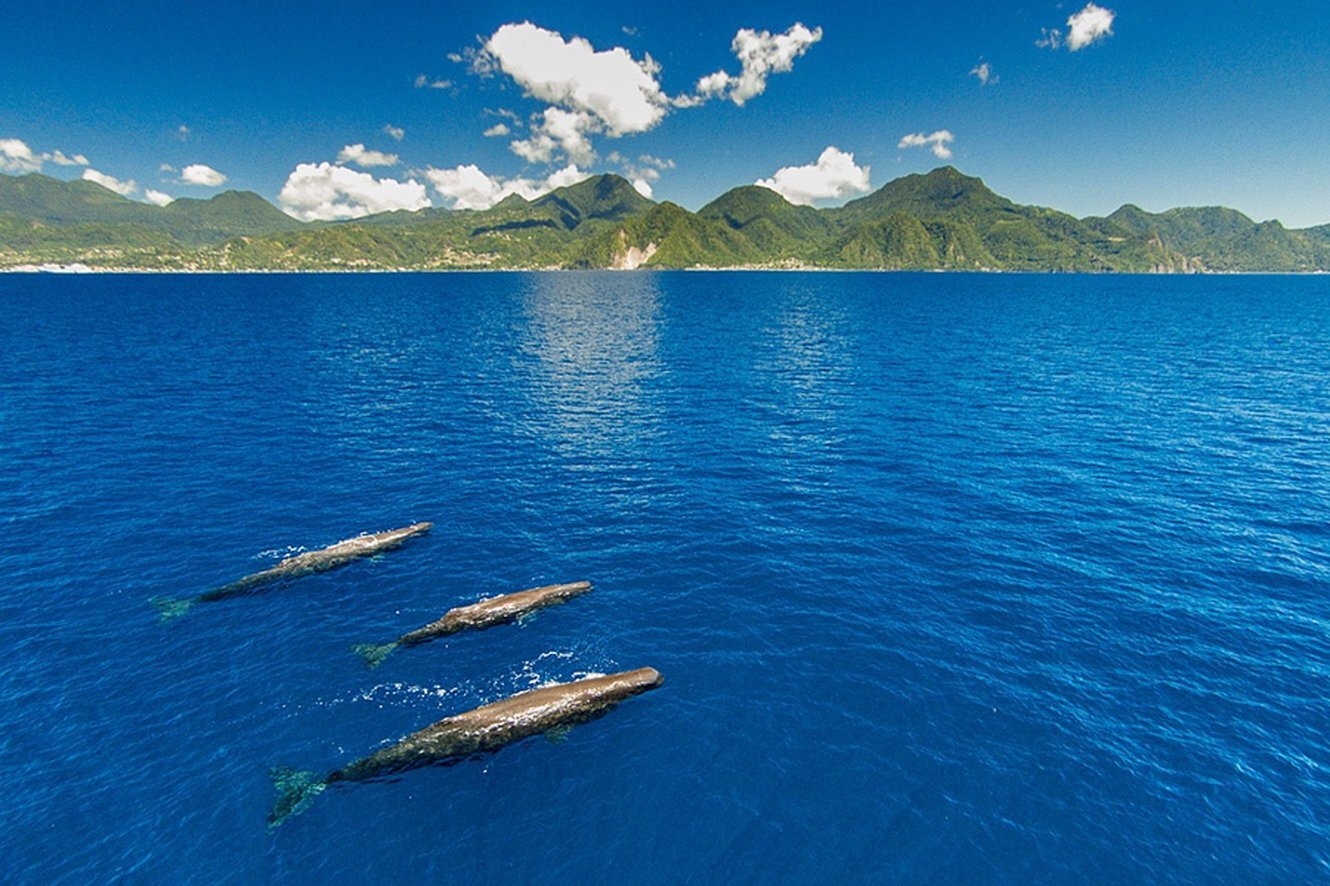 whales off dominica.jpg