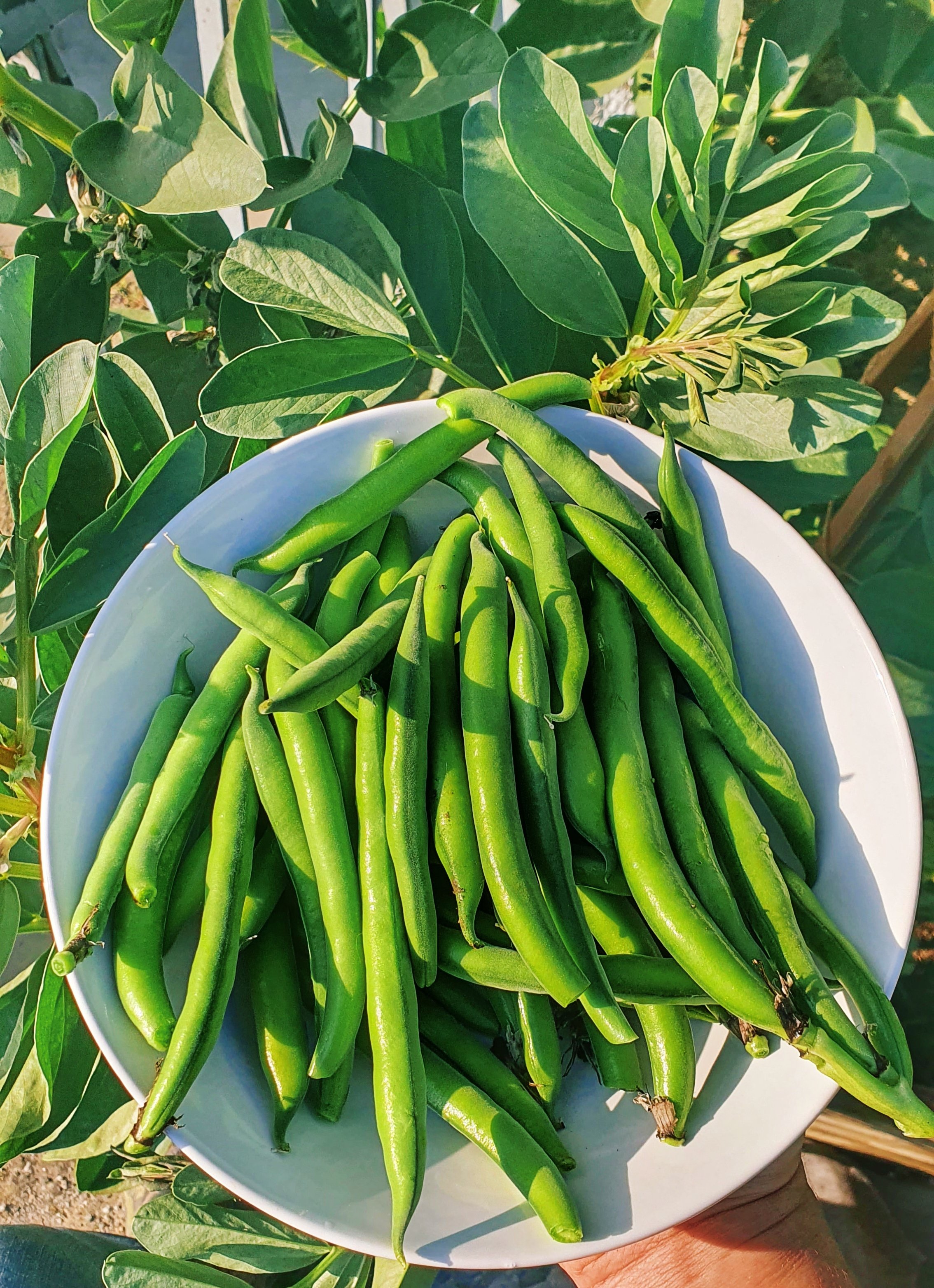 green beans.jpg