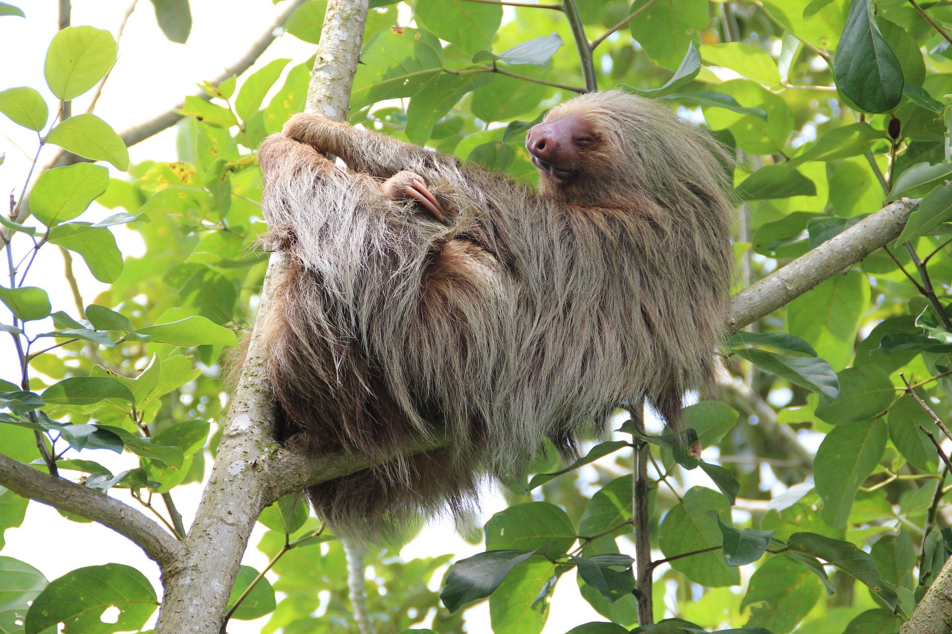 sloth in tree.jpg