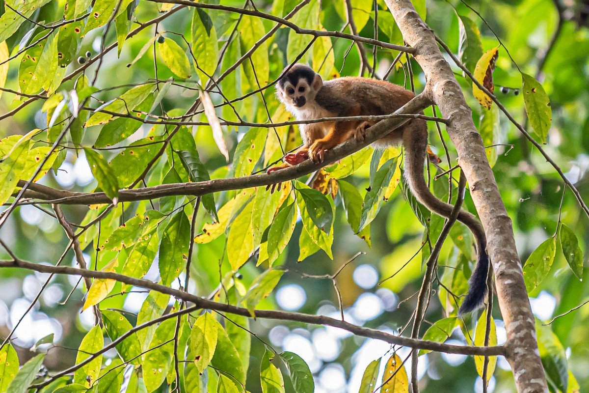 squirrel monkey copy.jpg