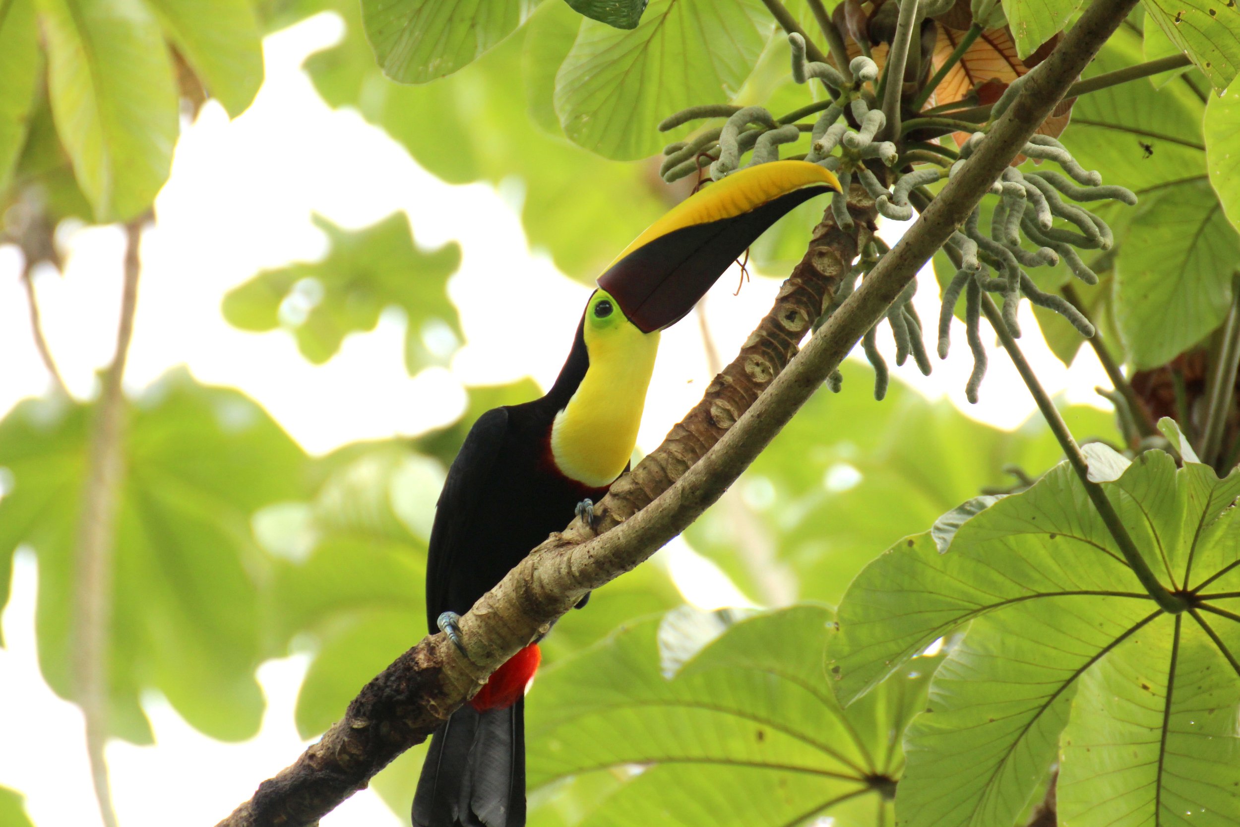 toucan in tree.jpg