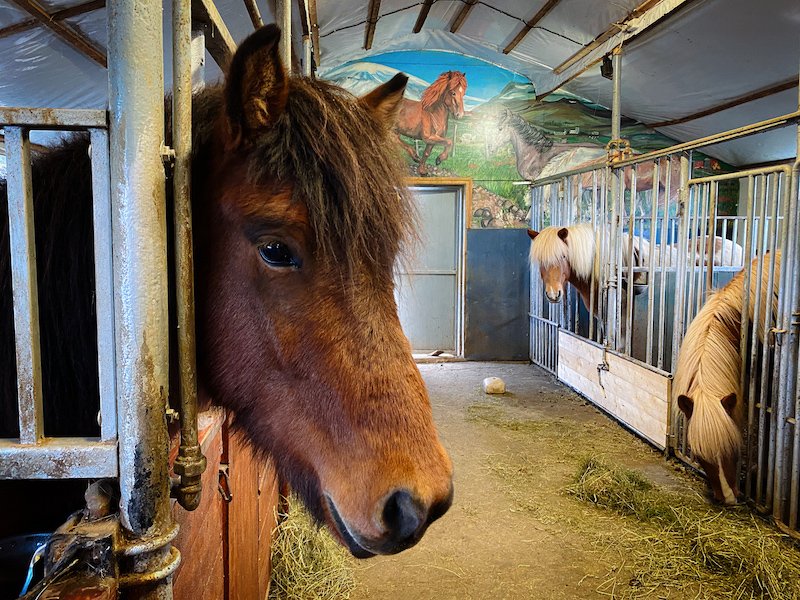 Sturlureykir Horse Farm-2490.jpg