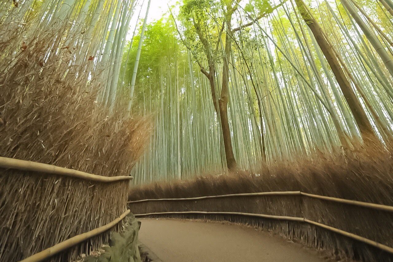 Bamboo forest.jpg