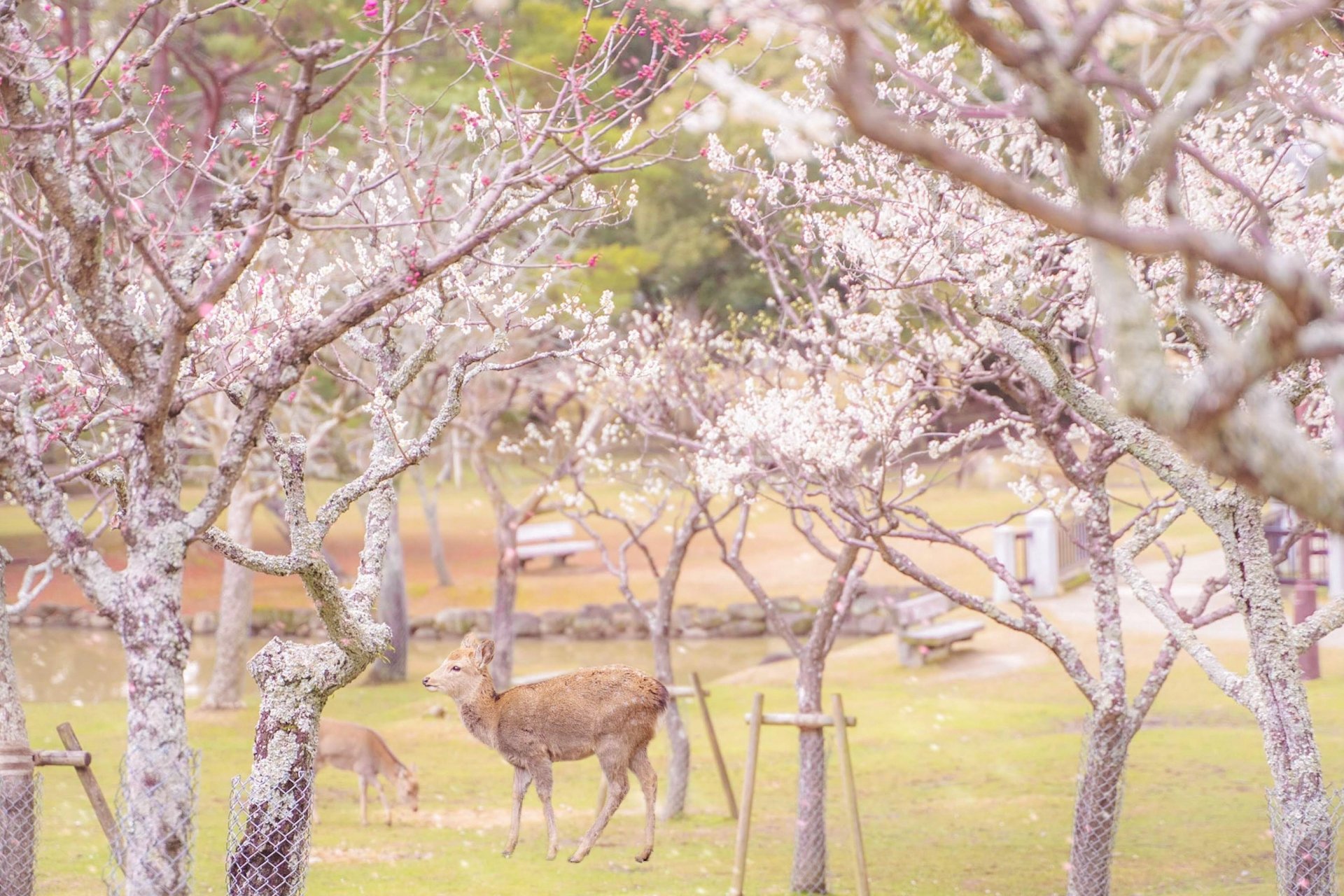 Nara park 3.jpg