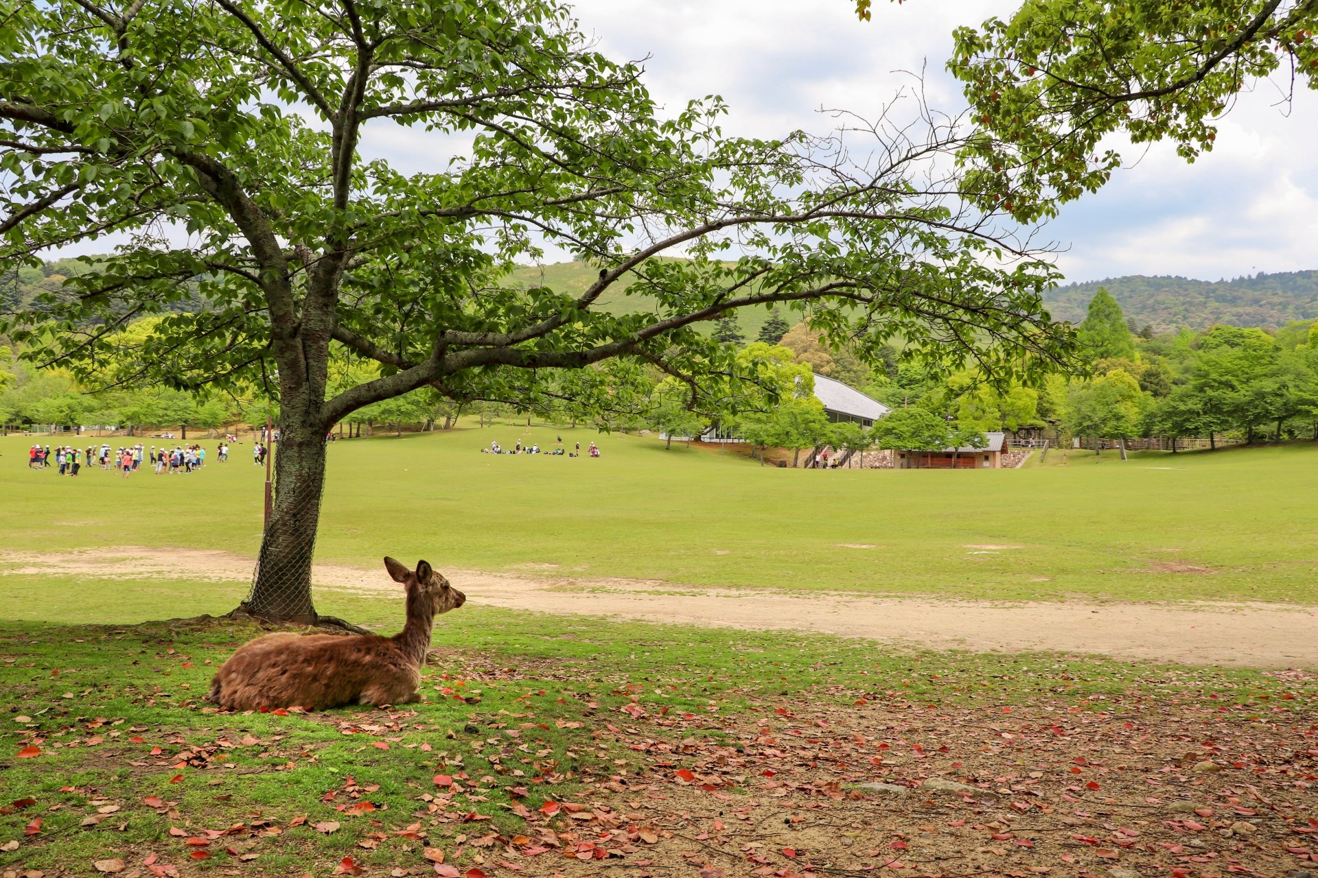 Nara park 6.jpg