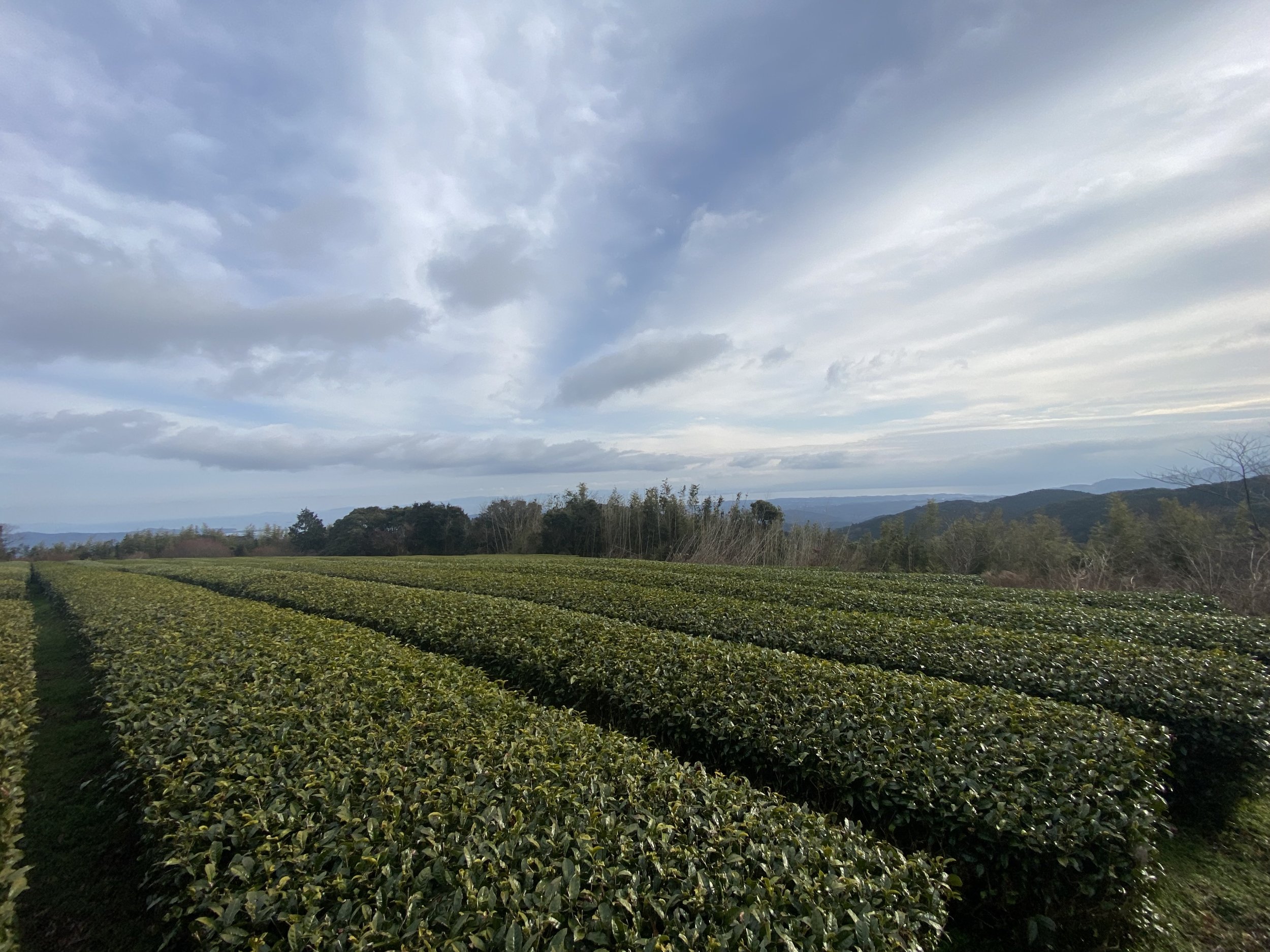 Tea farm.jpg