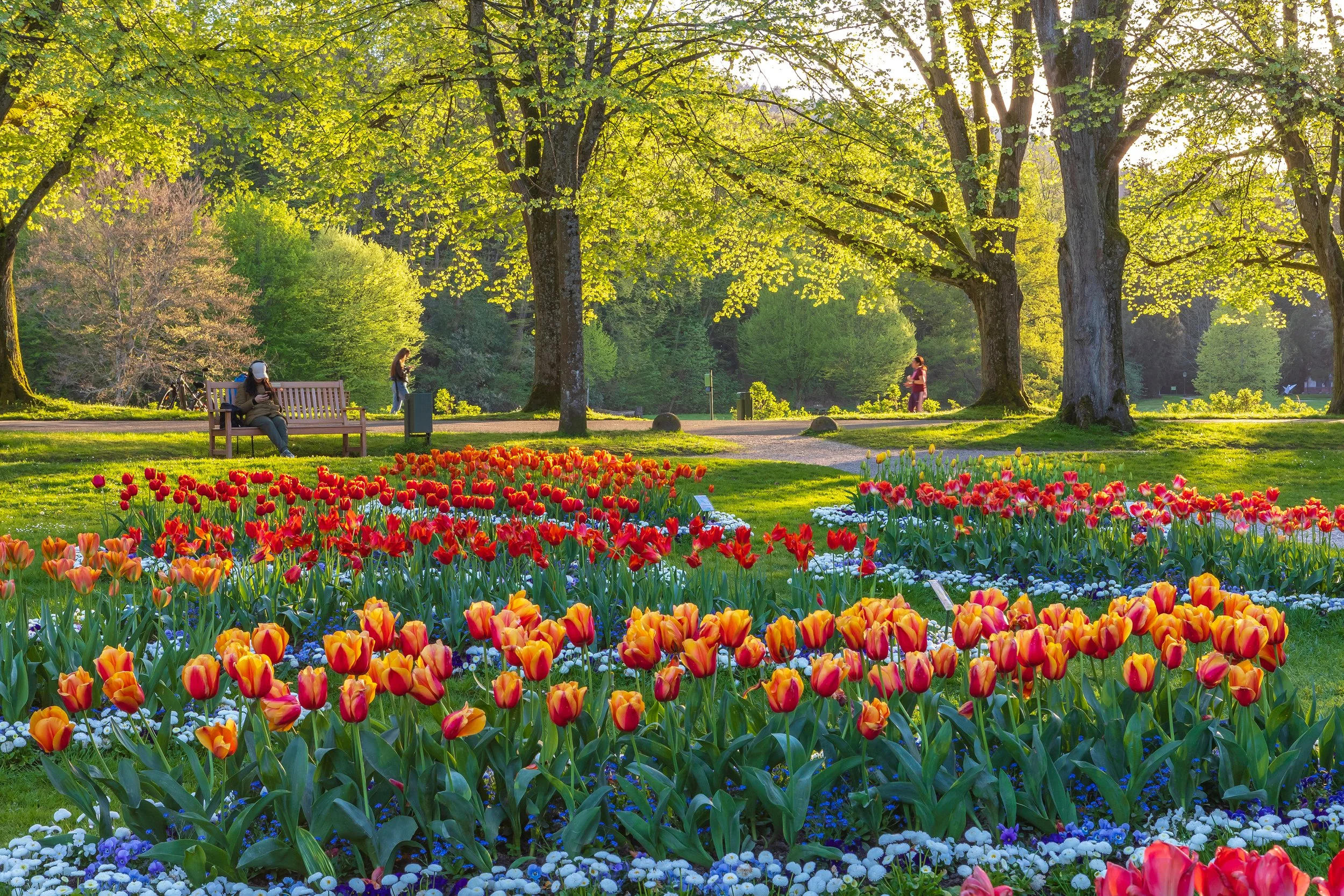 Baden-Baden_Lichtentaler Allee_Tulpengarten (c) Baden-Baden Kur & Tourismus GmbH, N. Dautel (1).jpg