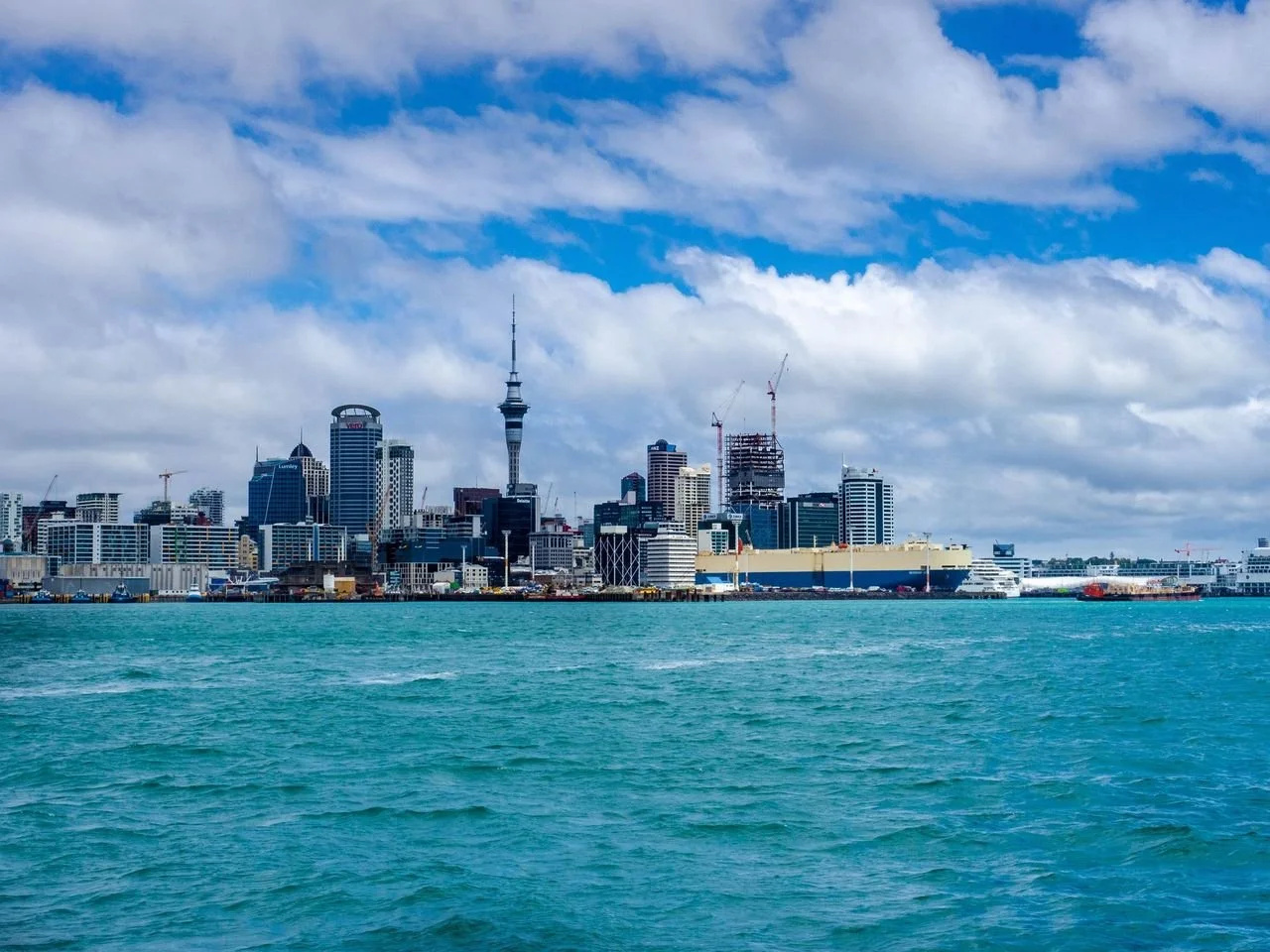 Whale Watching in Auckland