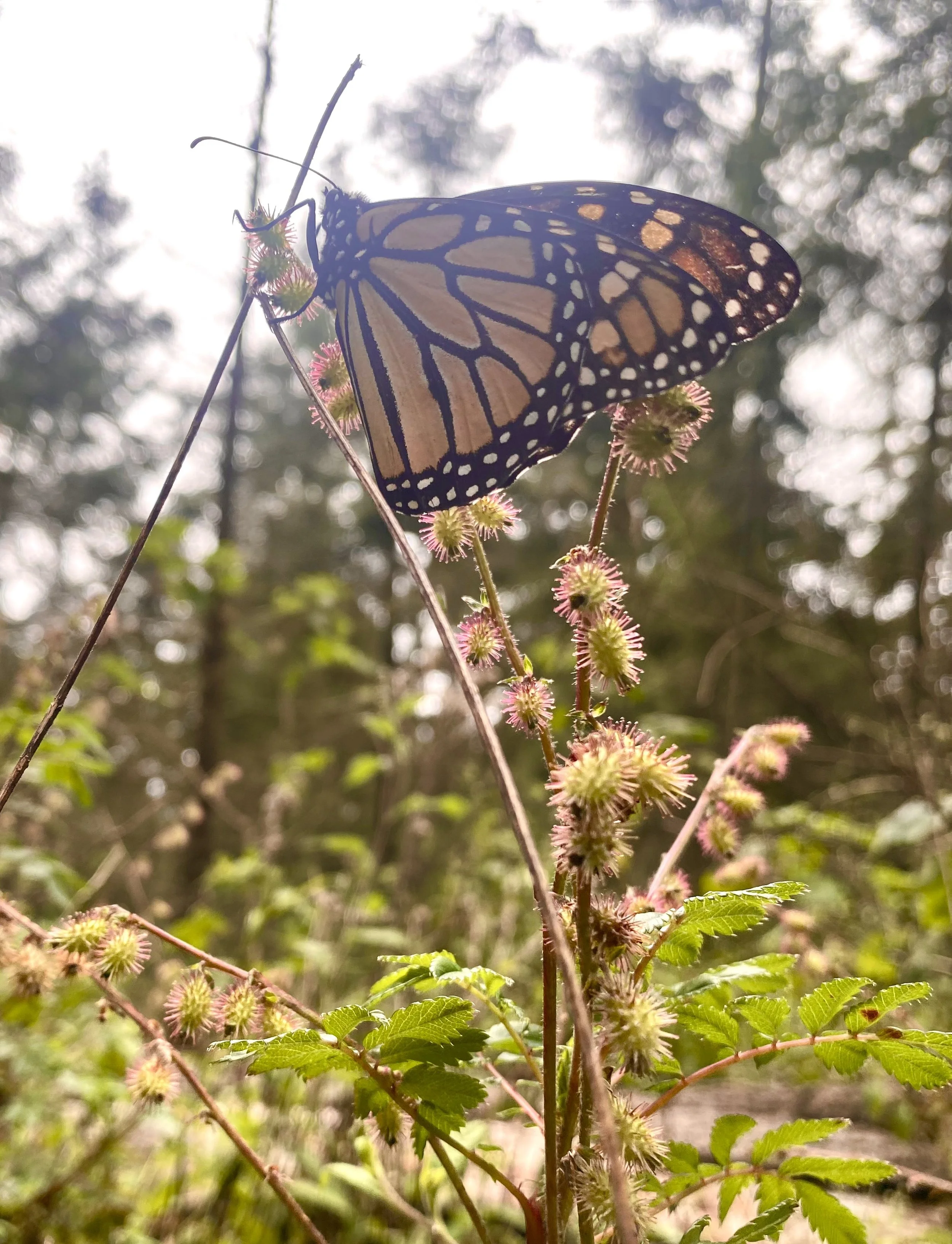 Mexico Monarch Butterfly Retreat