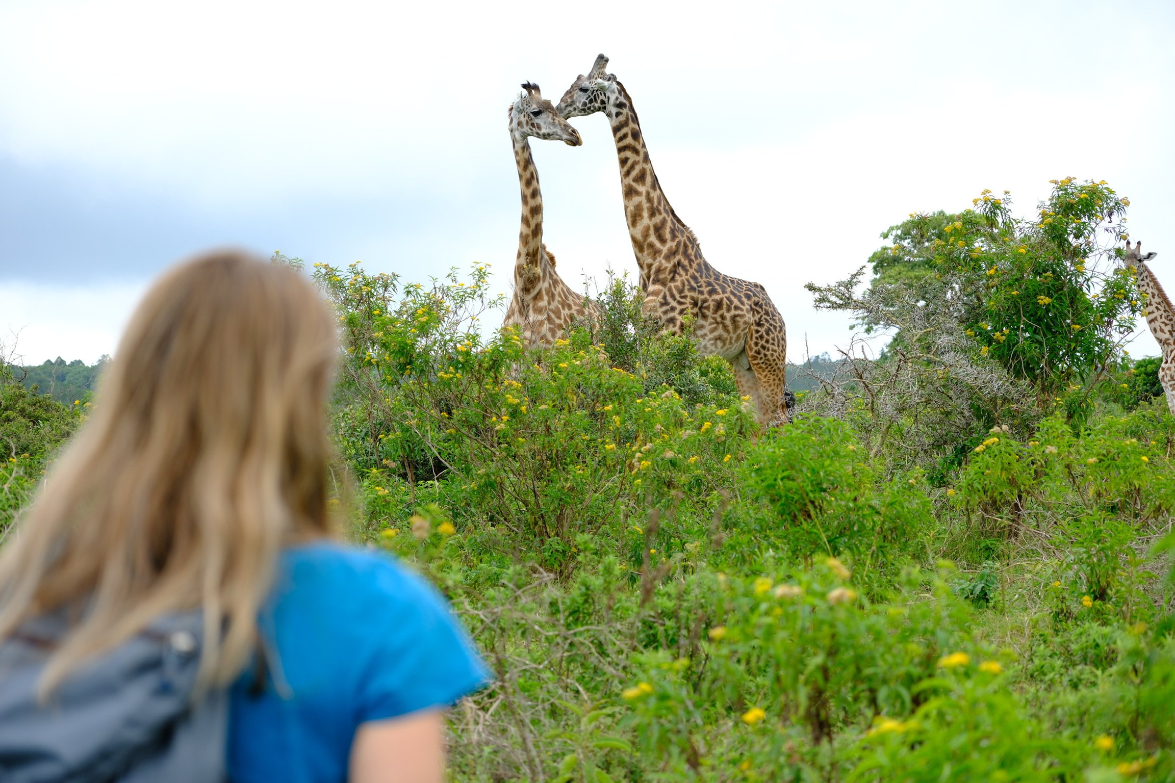 ash giraffes 3_soren79.JPG