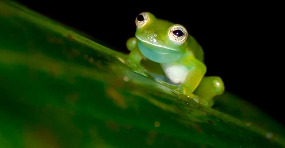 Wildlife in Costa Rica’s Rainforests