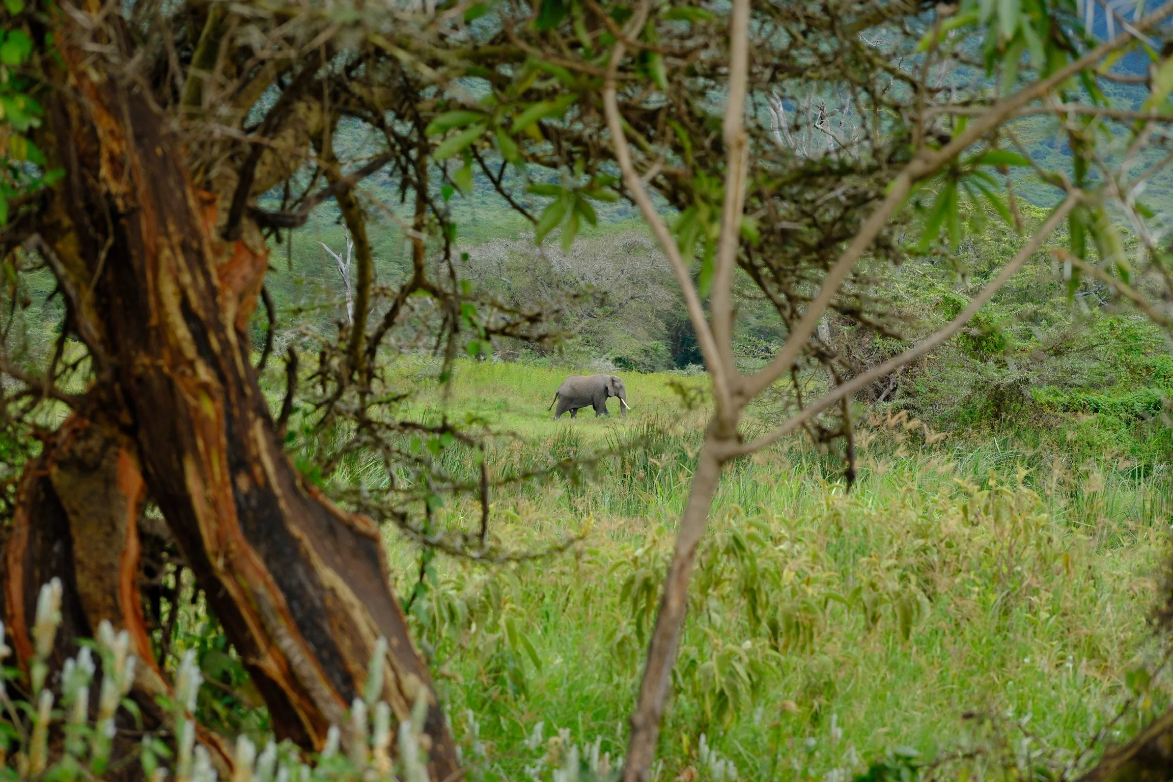 ngorogoro elephant_soren79_DSCF4940.JPG
