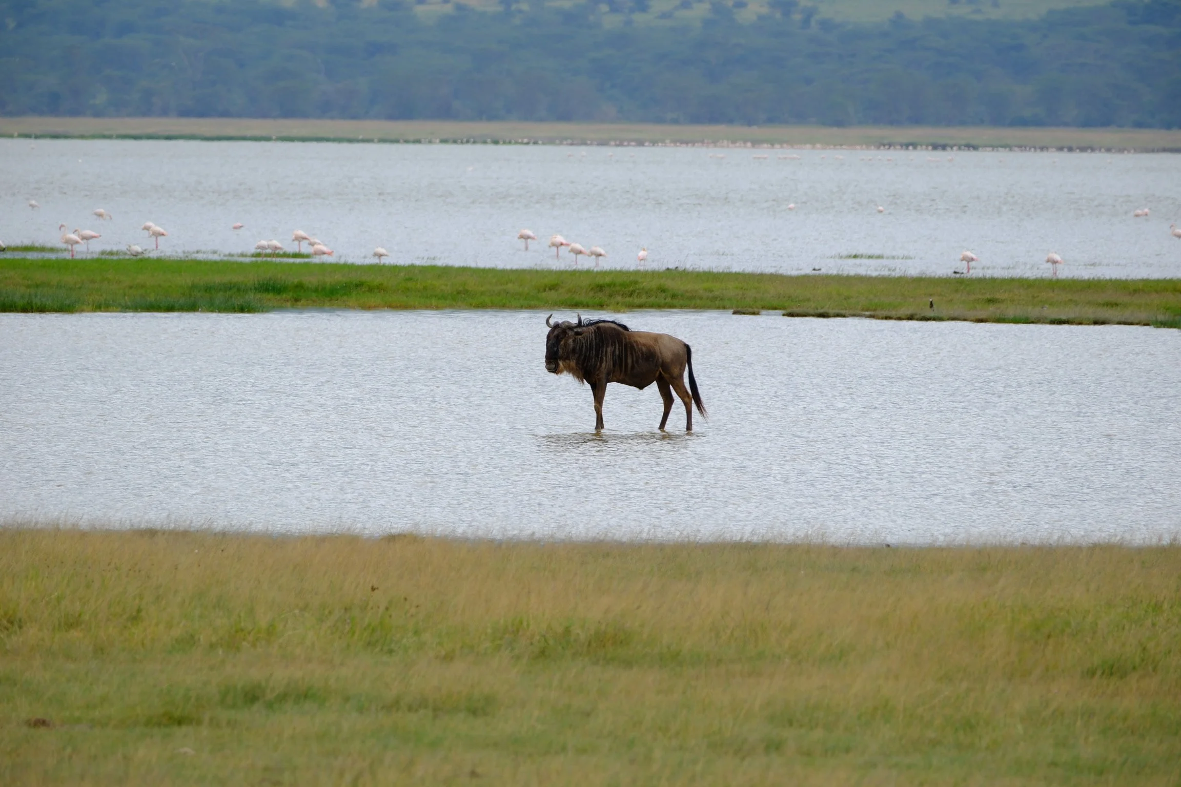 ngorogoro_wildabeest_soren79_DSCF4896 (1).JPG