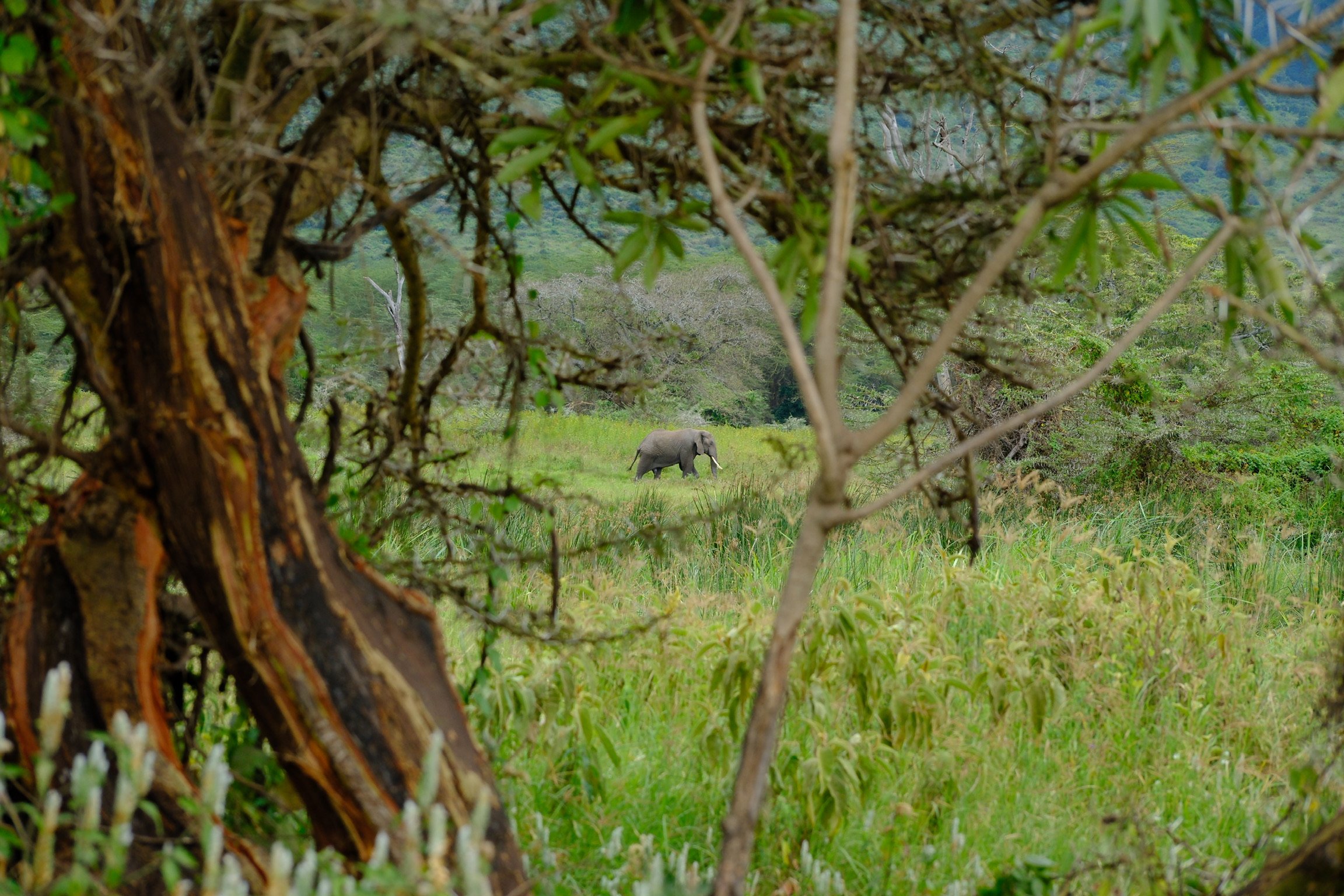 ngorogoro elephant_soren79_DSCF4940 (1).JPG