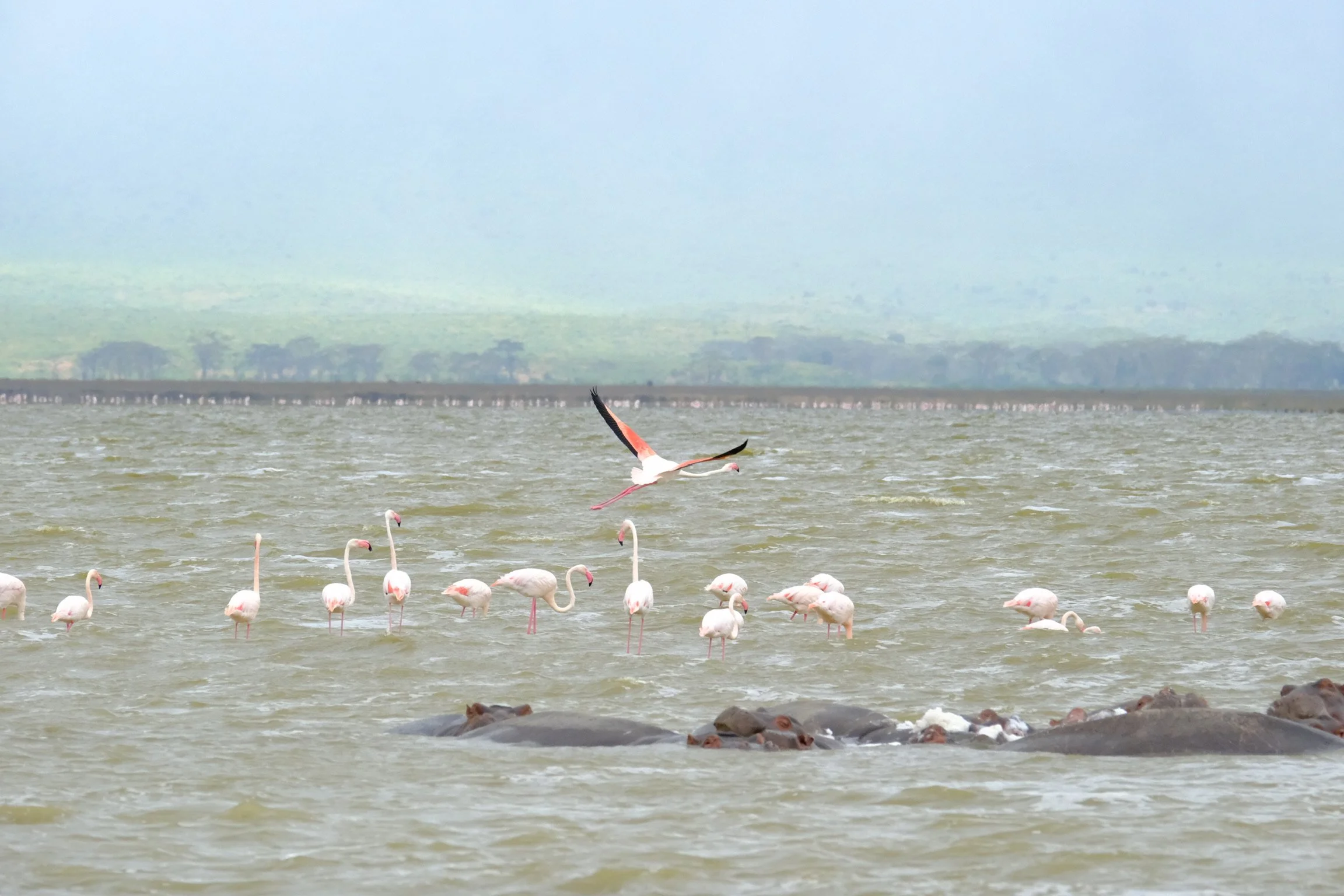 lake natron flamingos_soren79_DSCF4740 (1).JPG