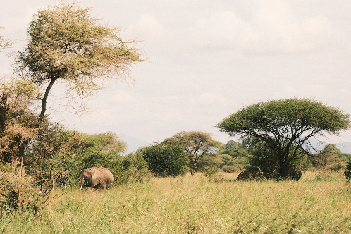 tarangire elephants_soren79_DSCF4529.JPG