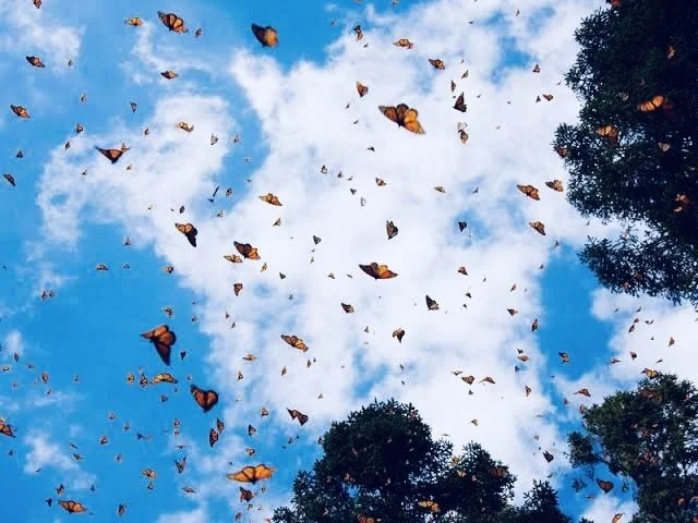 mexico monarch butterflies.jpeg