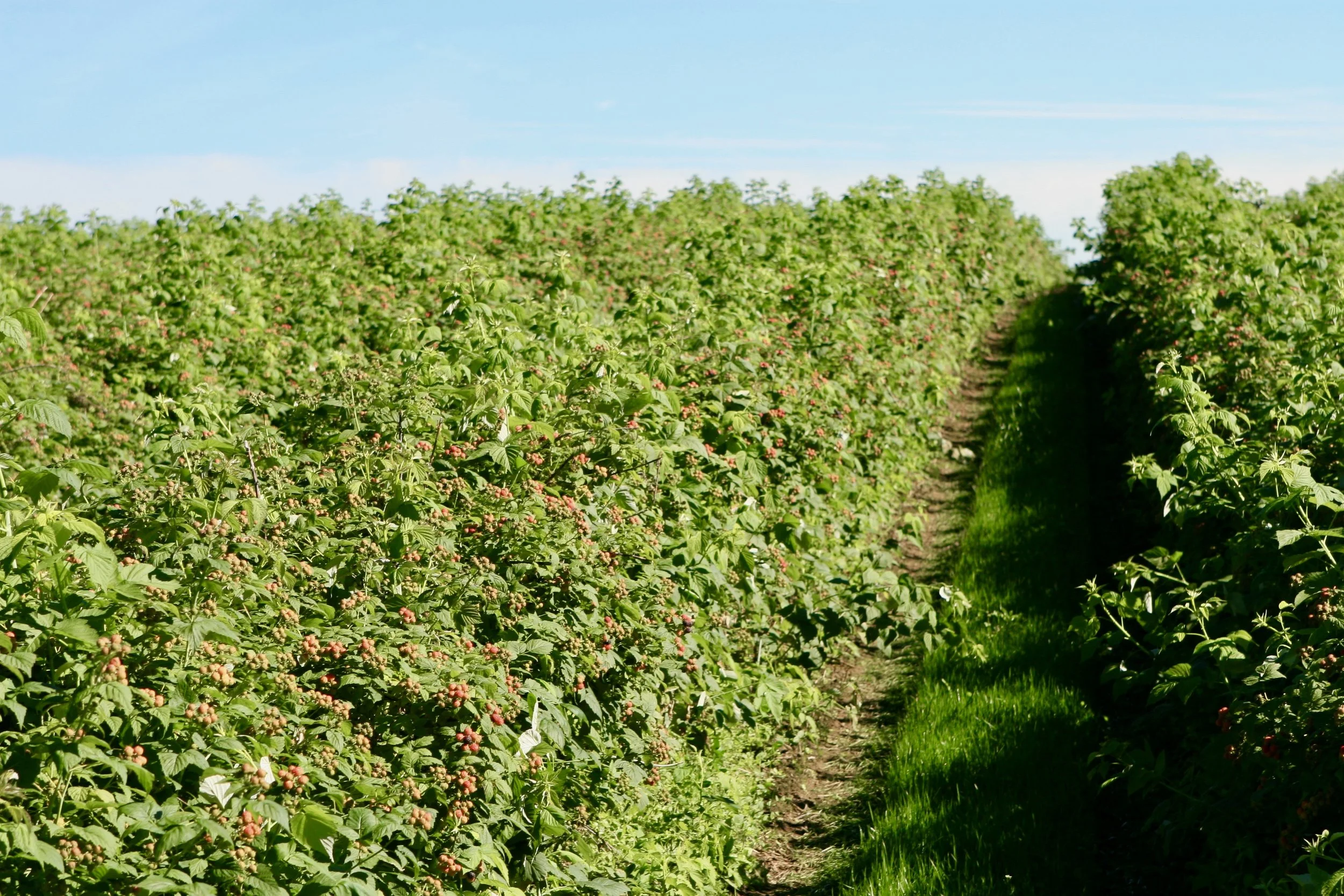 BlackCaps19Q 6.19.2017.jpeg