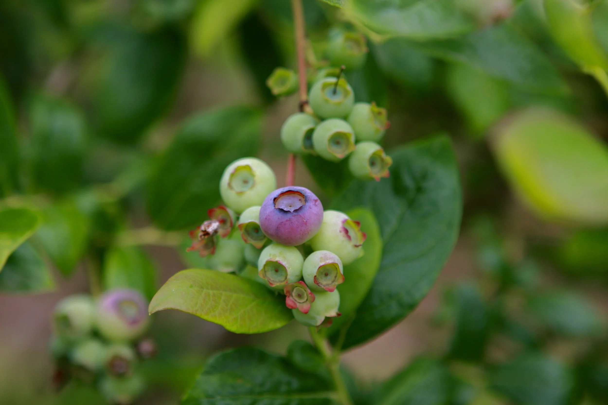 DukeBlues19R1 6.14.2017.jpeg