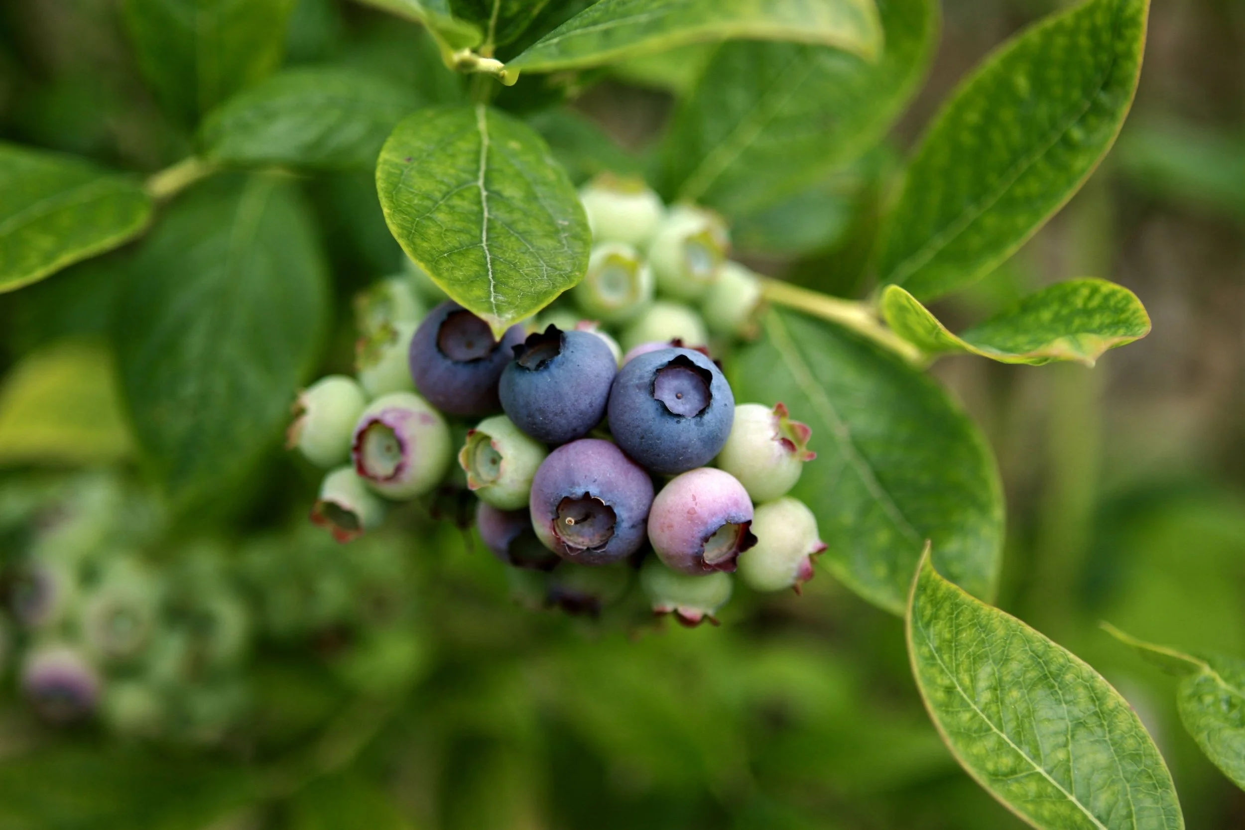 DukeBlues19R2 6.14.2017.jpeg