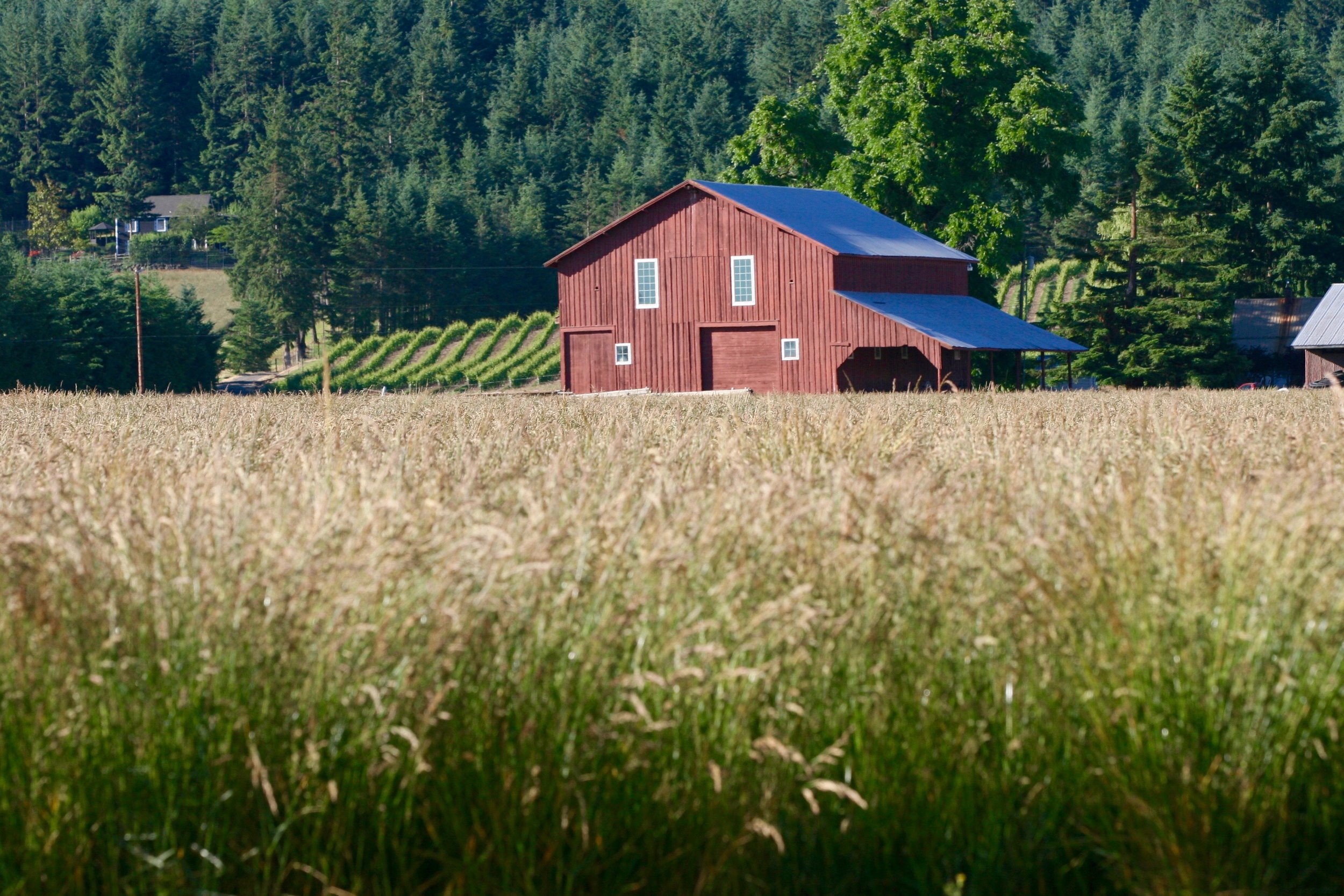 Fescue+Barn2 6.23.17.jpg