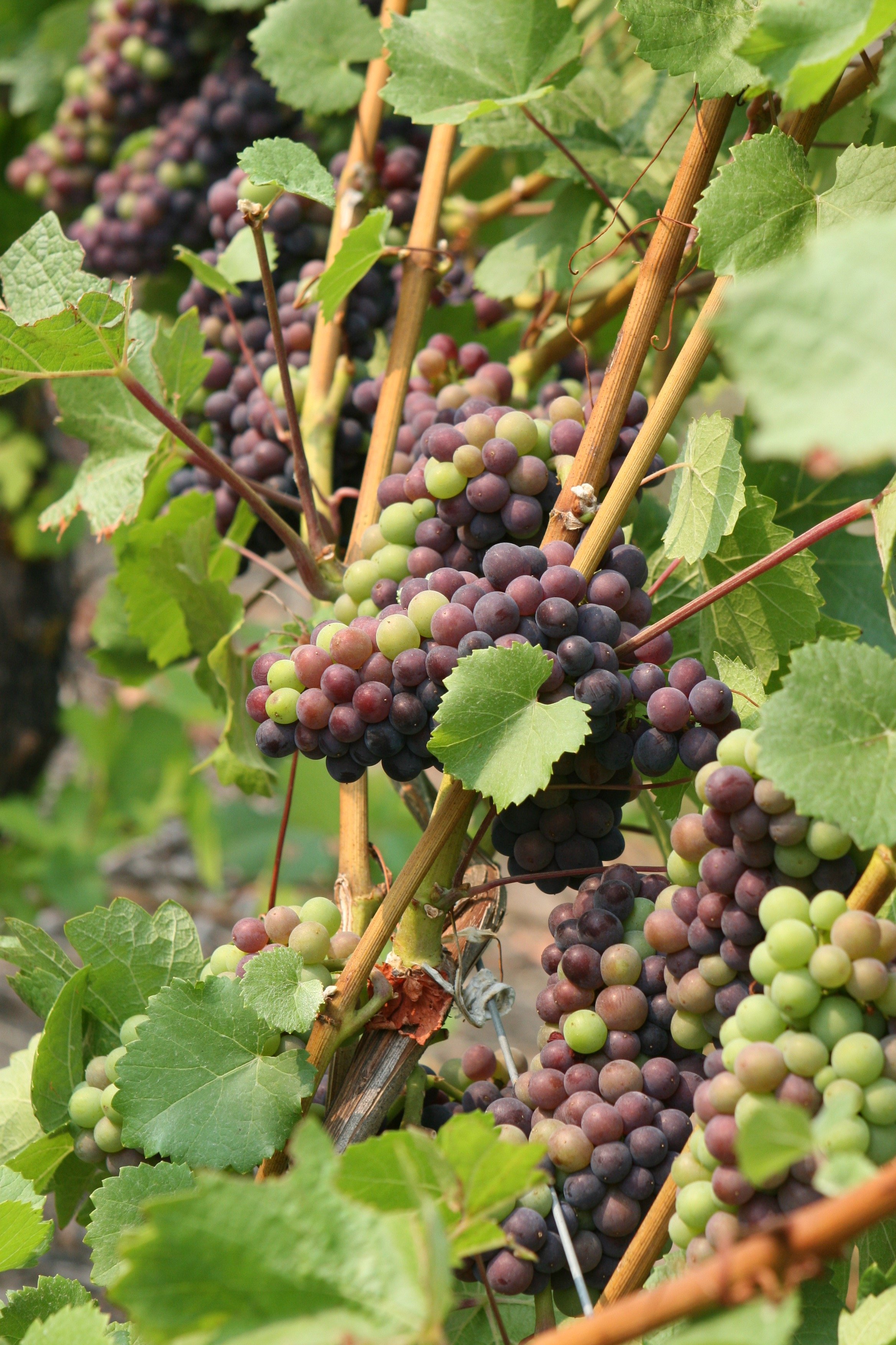 Veraison 8.15.18.jpg