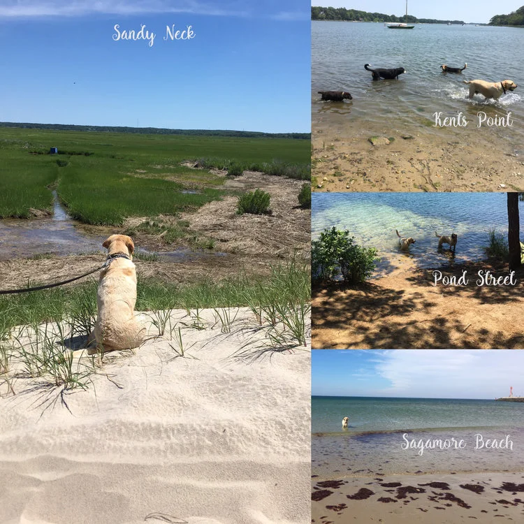 4 Summer Dog Friendly Places on Cape Cod