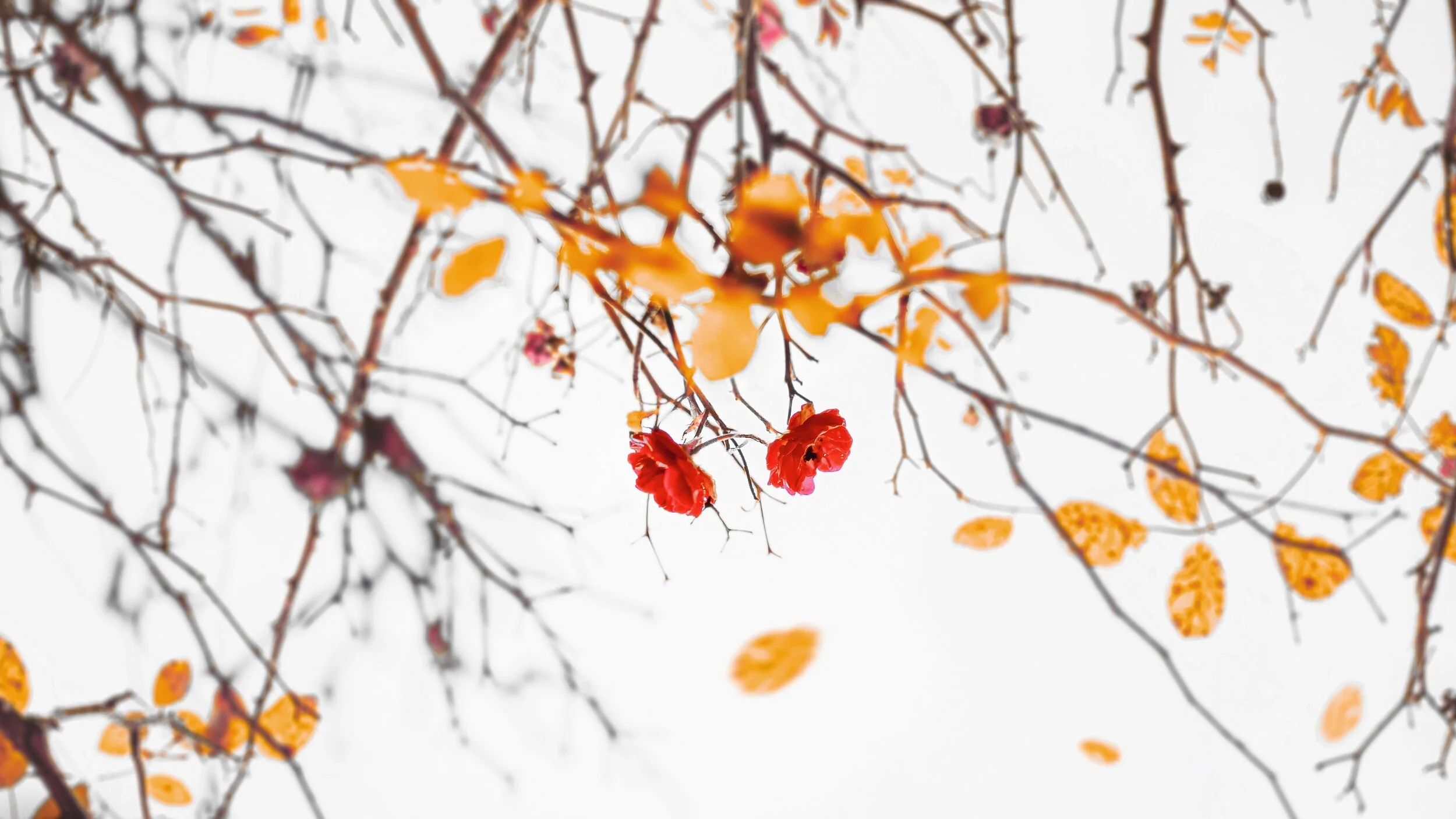 How to Embrace Fall As a Season of Letting Go