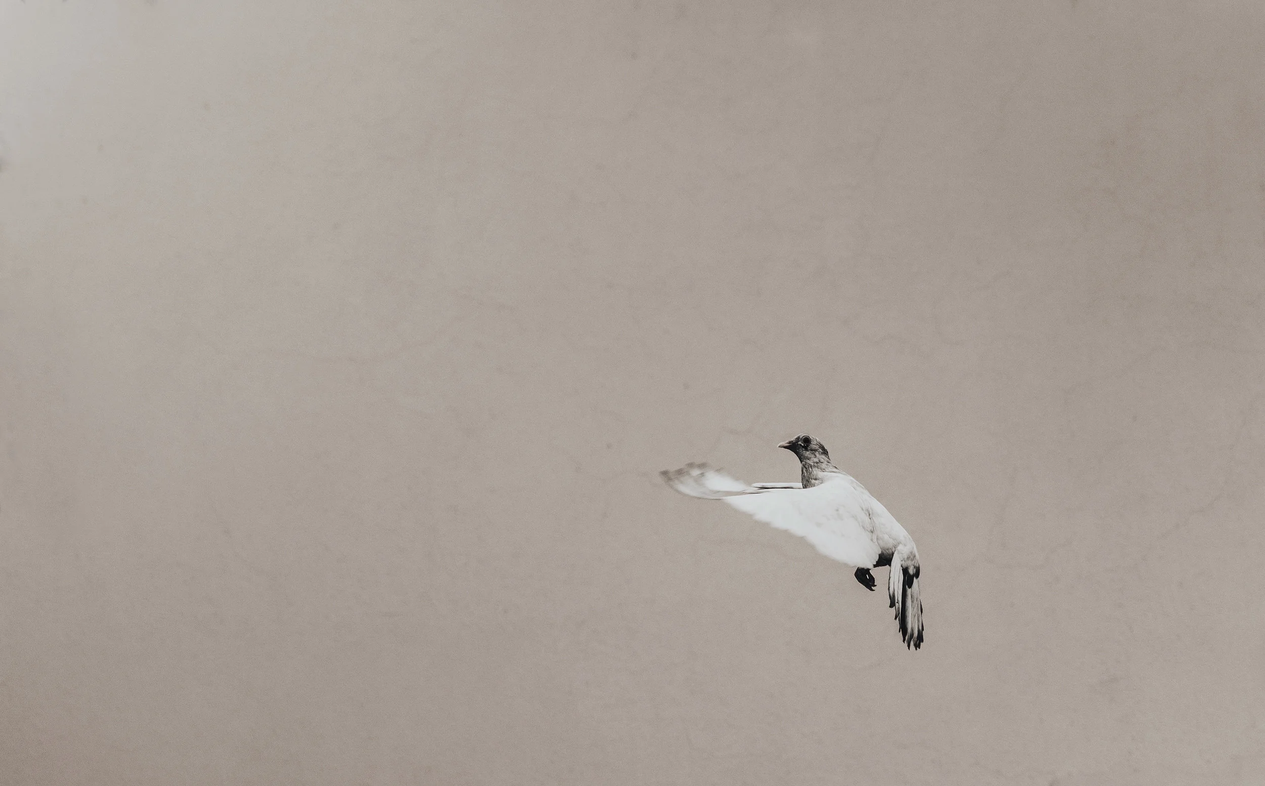birdbackground.jpg