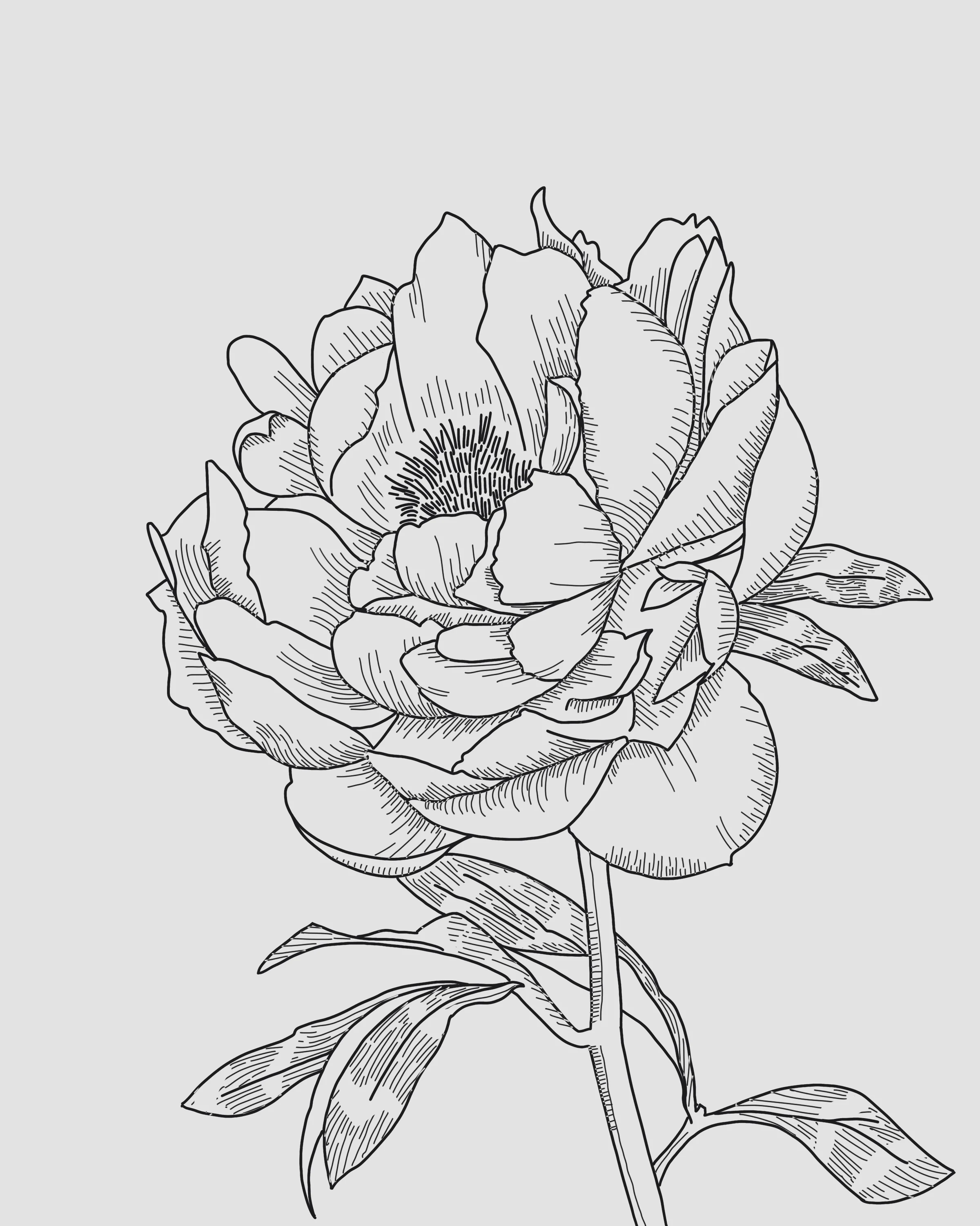 Peony
