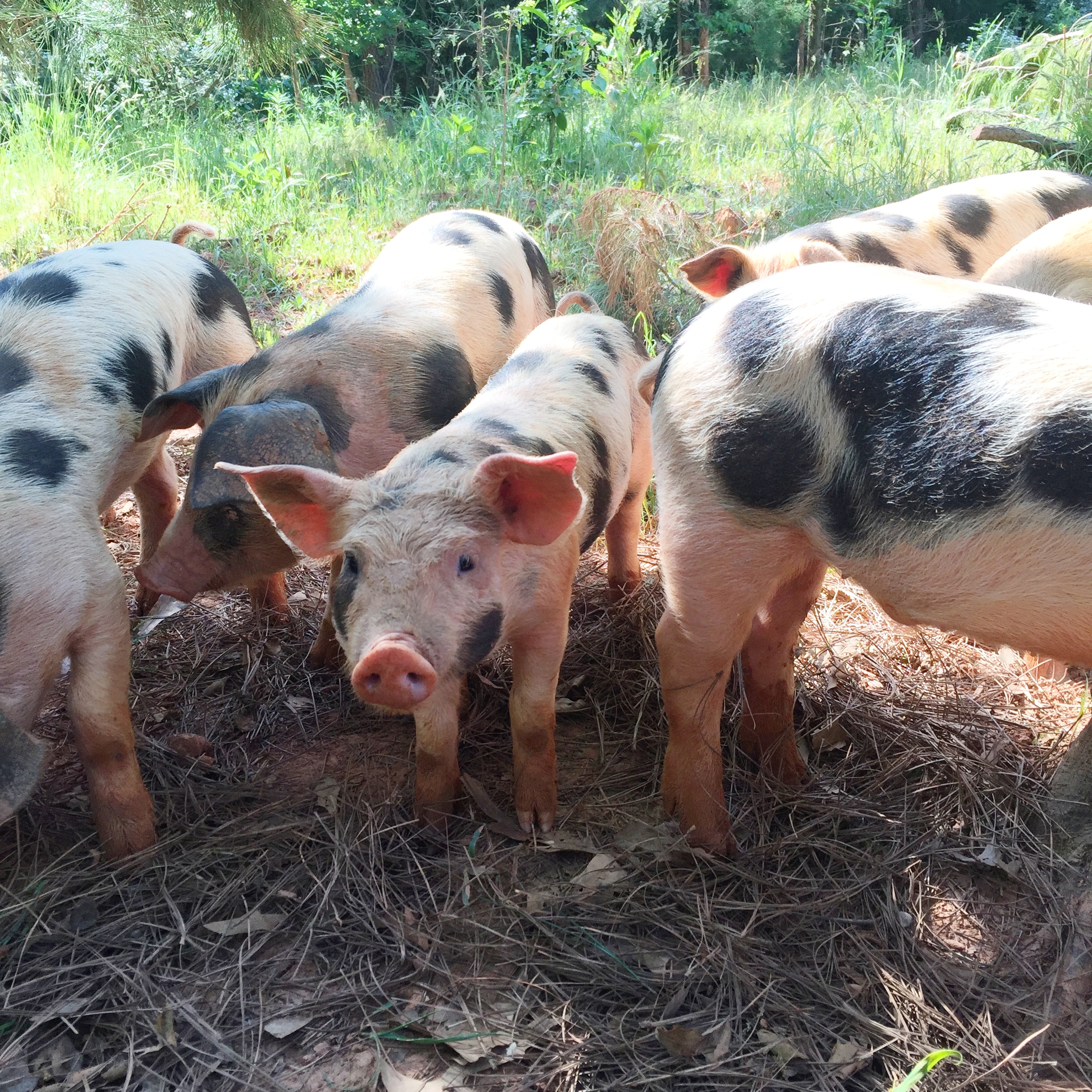 Cane Creek Farm's happy pigs and chickens and sheep and ...
