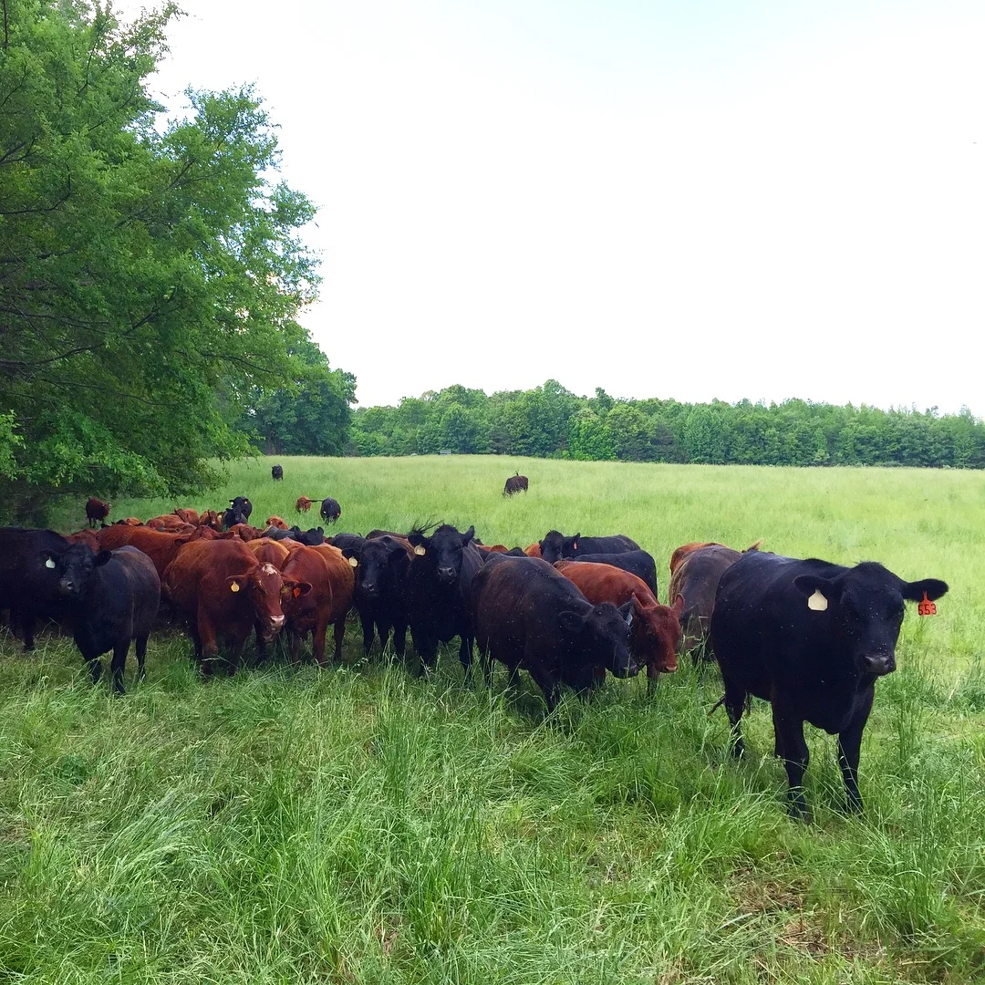 Cattle help to build soil health and sequester carbon at Braeburn Farms