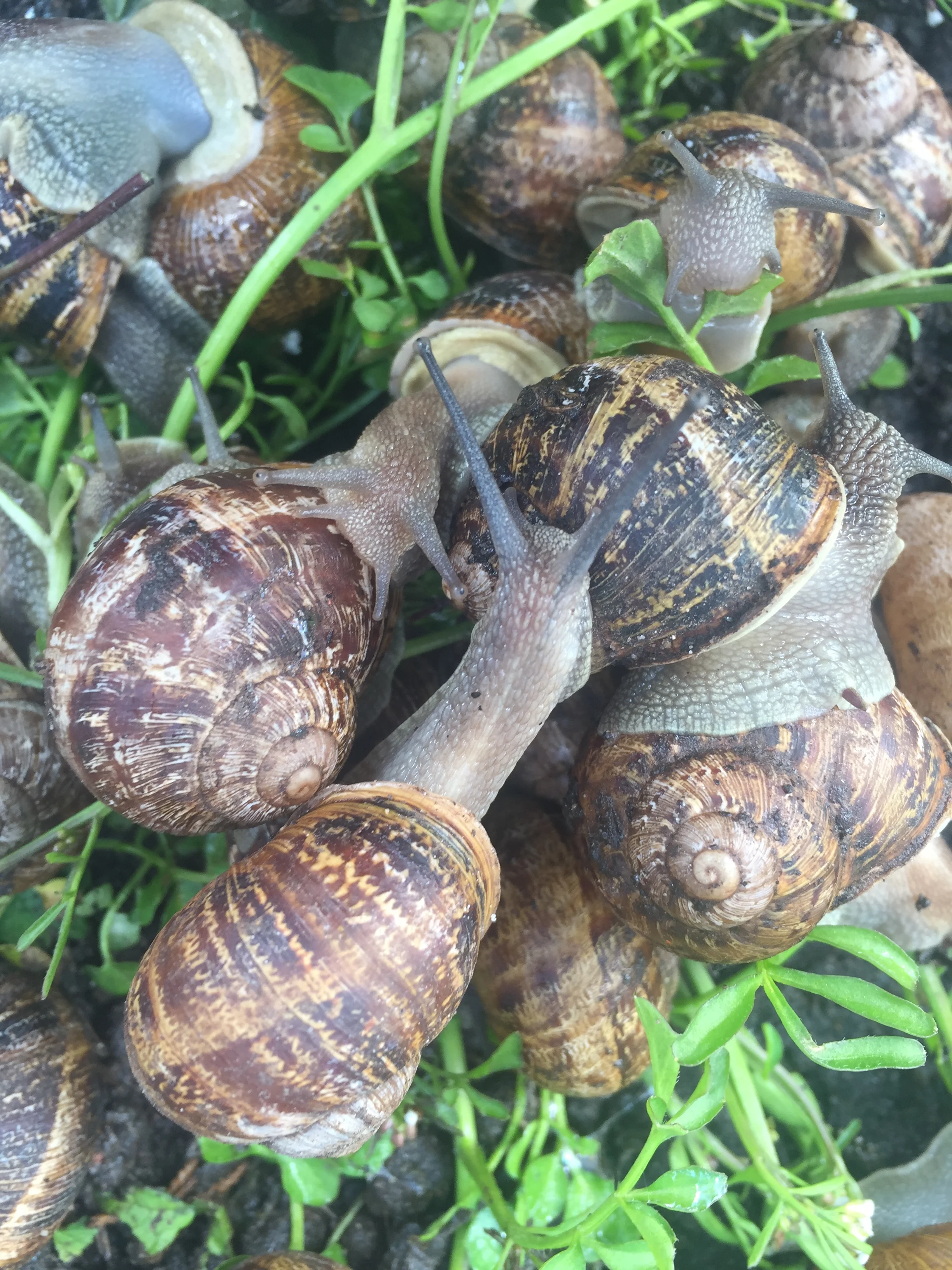 Tens of thousands of petit gris snails are hand-raised on foraged greens in a tiny greenhouse on Long Island