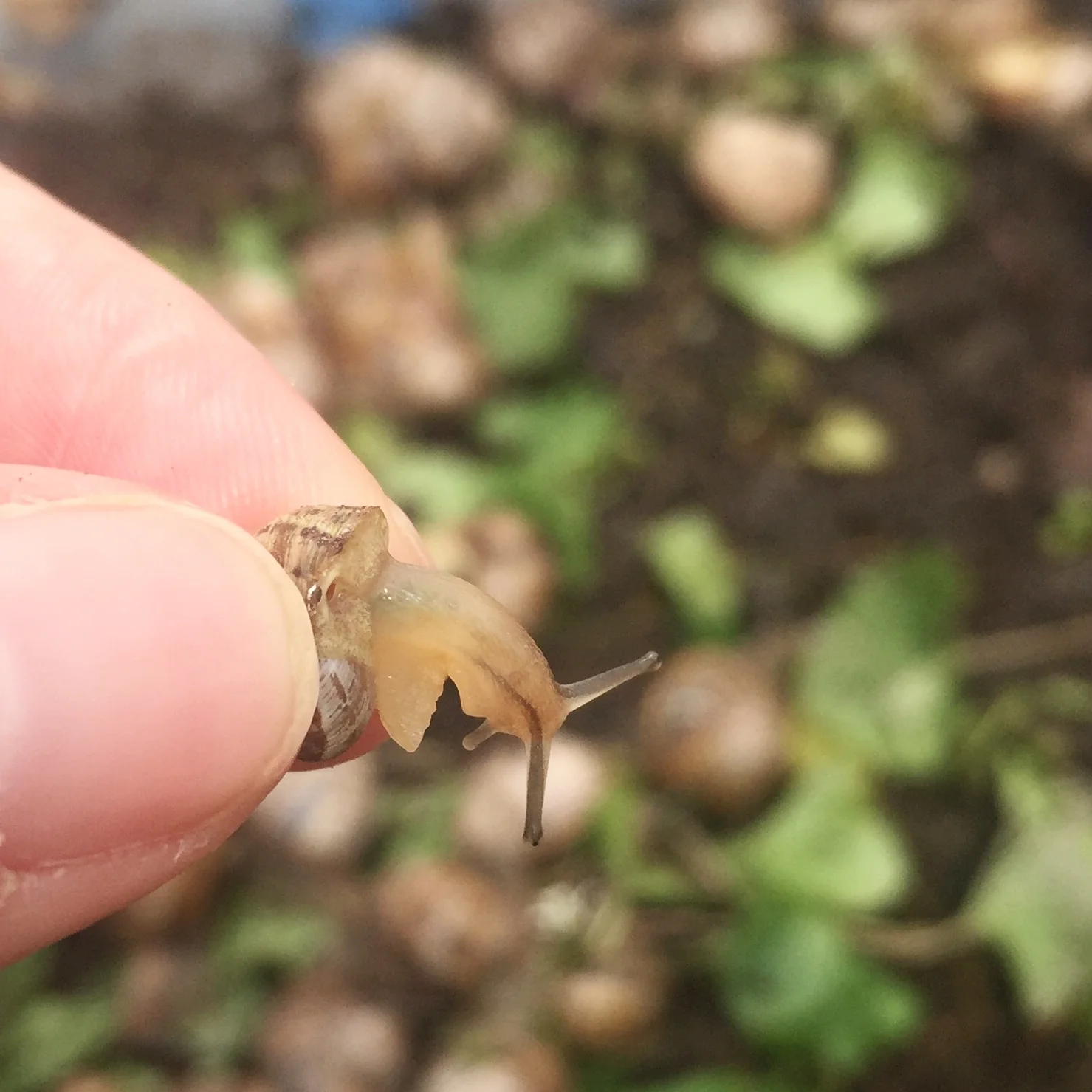 Video: Peconic Escargot Extra Scene