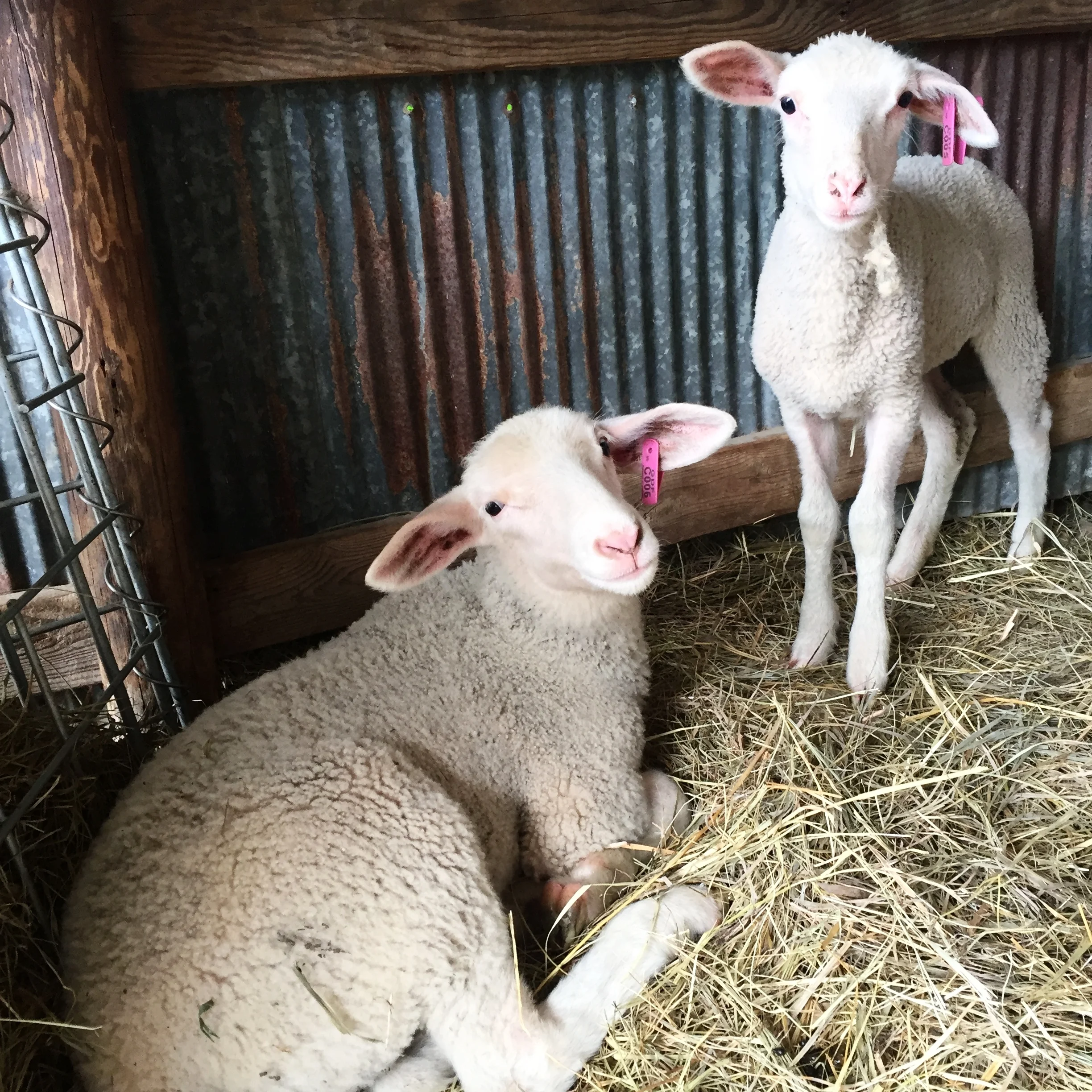 The cheeses from Green Dirt Farm are built from the soil, up
