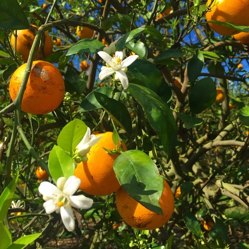 Florida citrus thrives at Schacht Groves in Vero Beach — tasteMAKERS