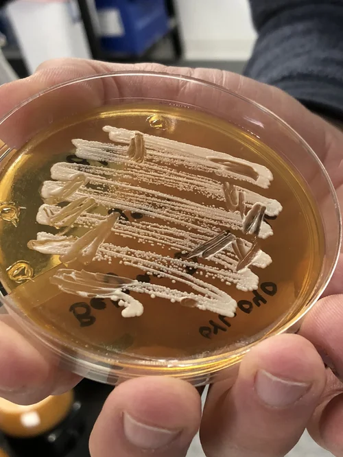 Video So How Is Yeast Made Tastemakers