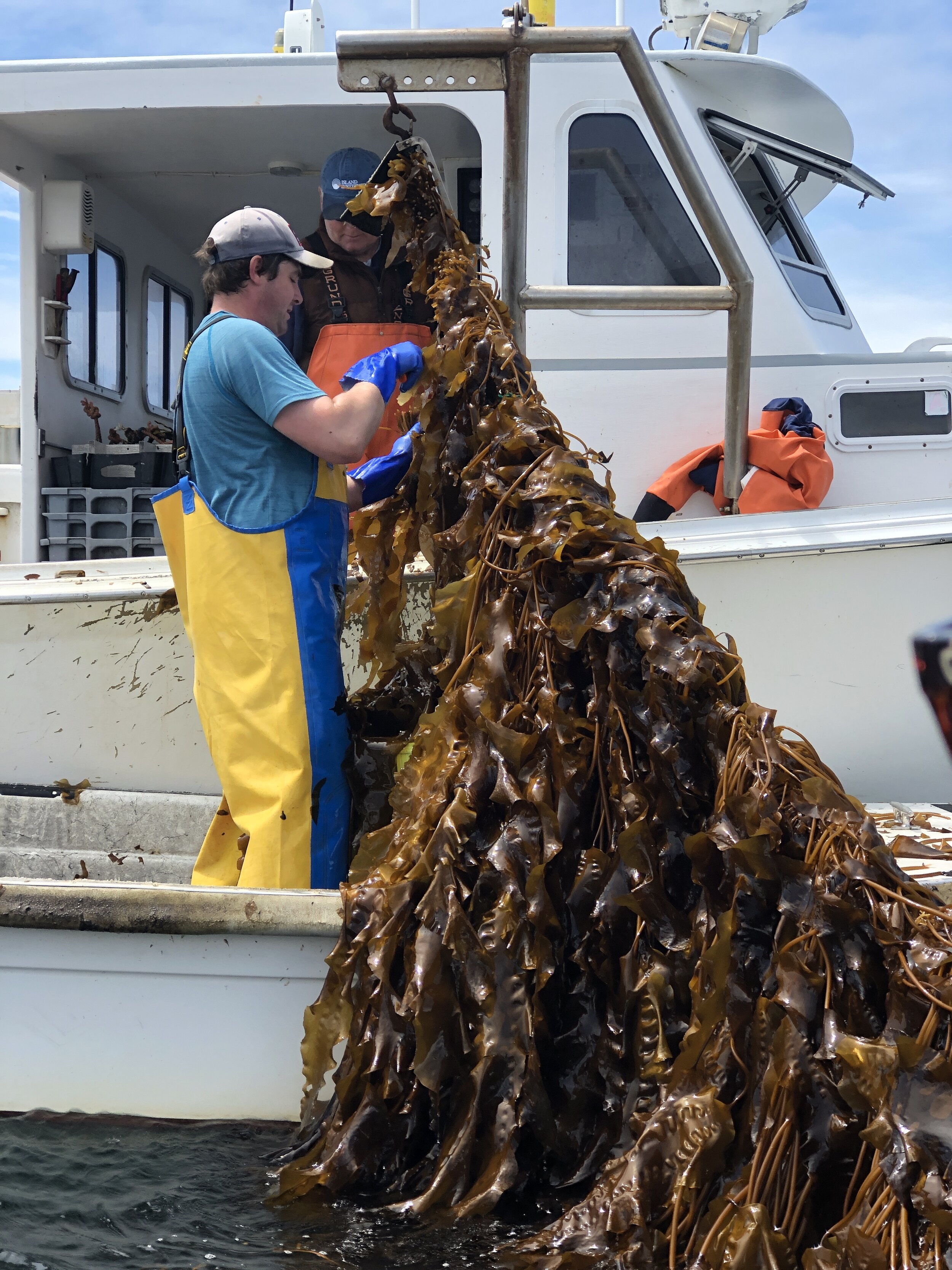 Harvesting kelp with Atlantic Sea Farms' partner farmers in Maine 