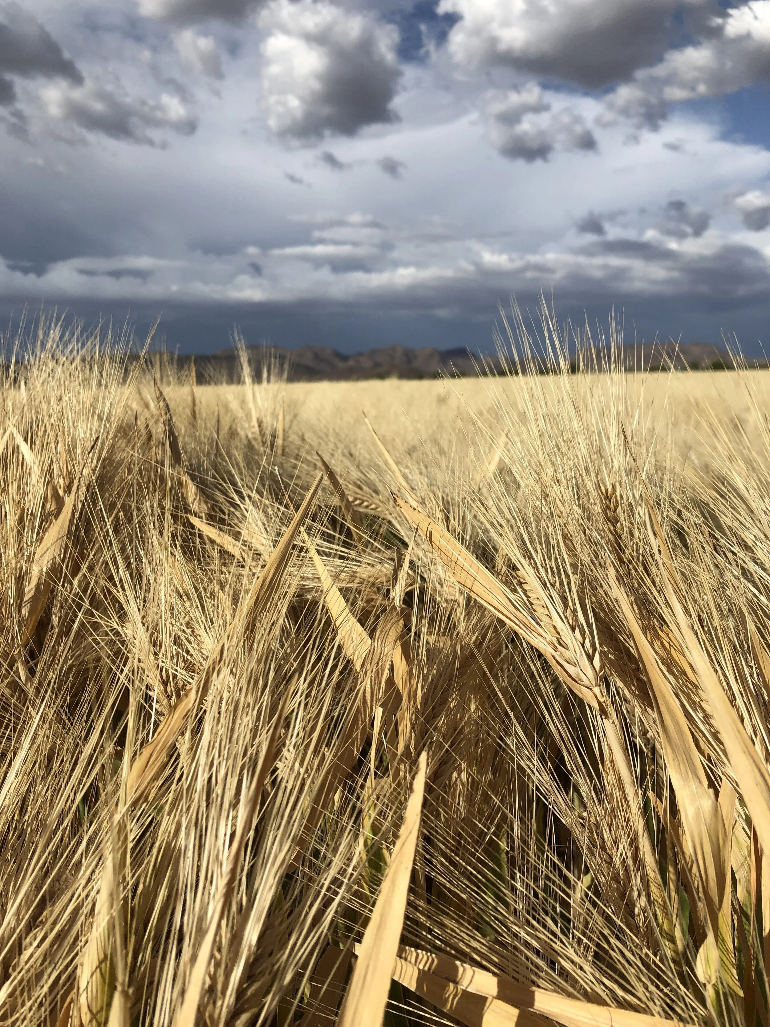 Ramona Farms cultivates crops that connect Gila River Indian Community members with their history and heritage 