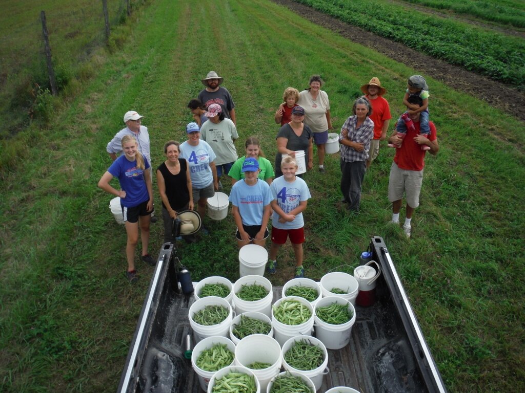 csa bean pick 082714 (1024x768).jpg