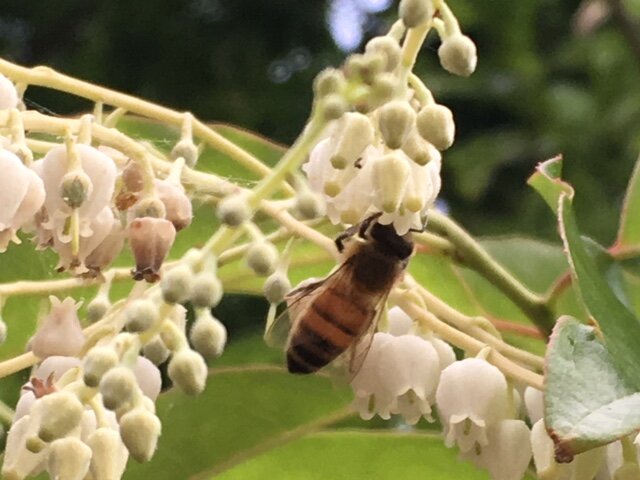 Honeybee.JPG
