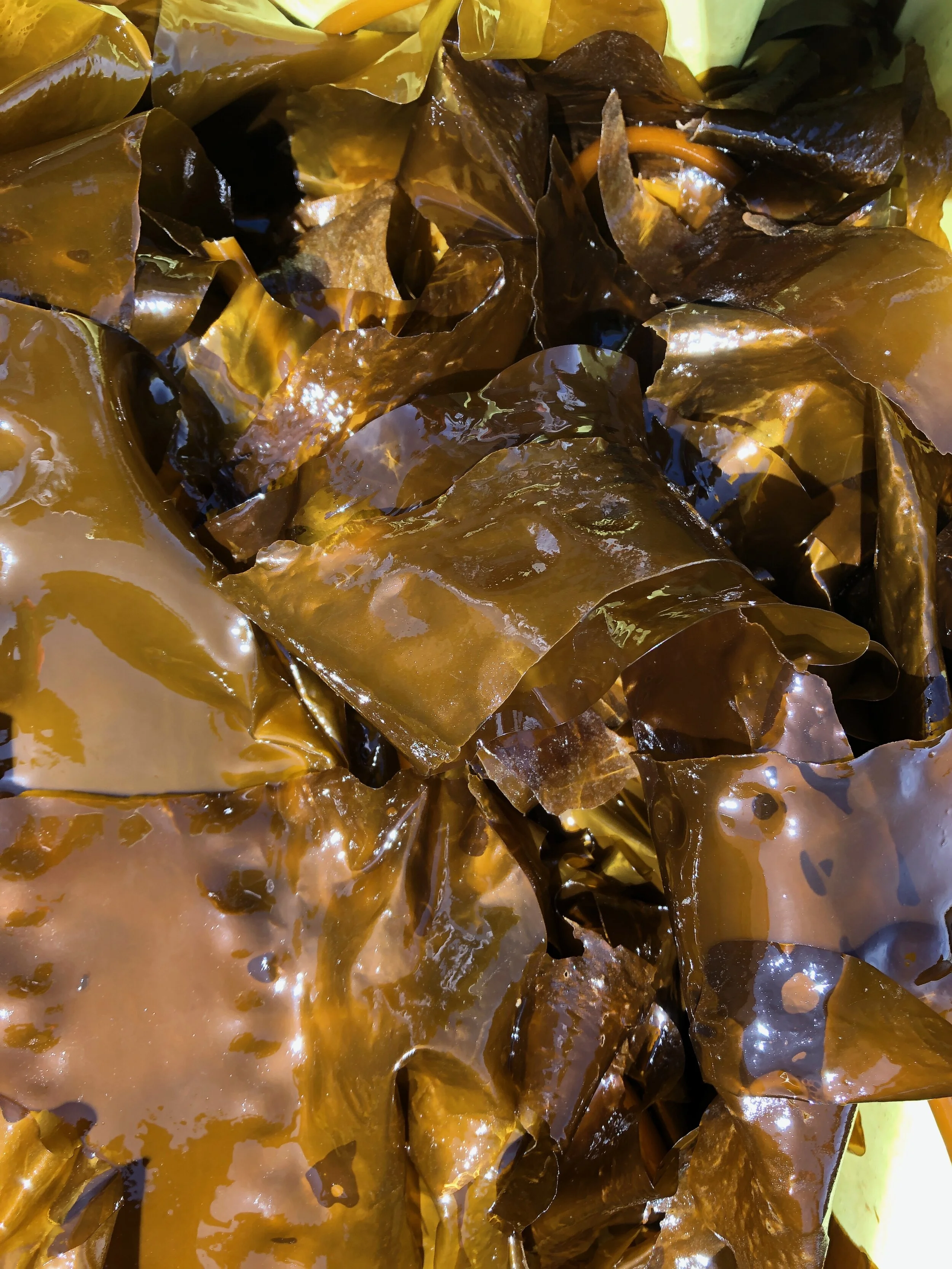 201_AtlanticSeaFarms_FreshKelp2.jpeg