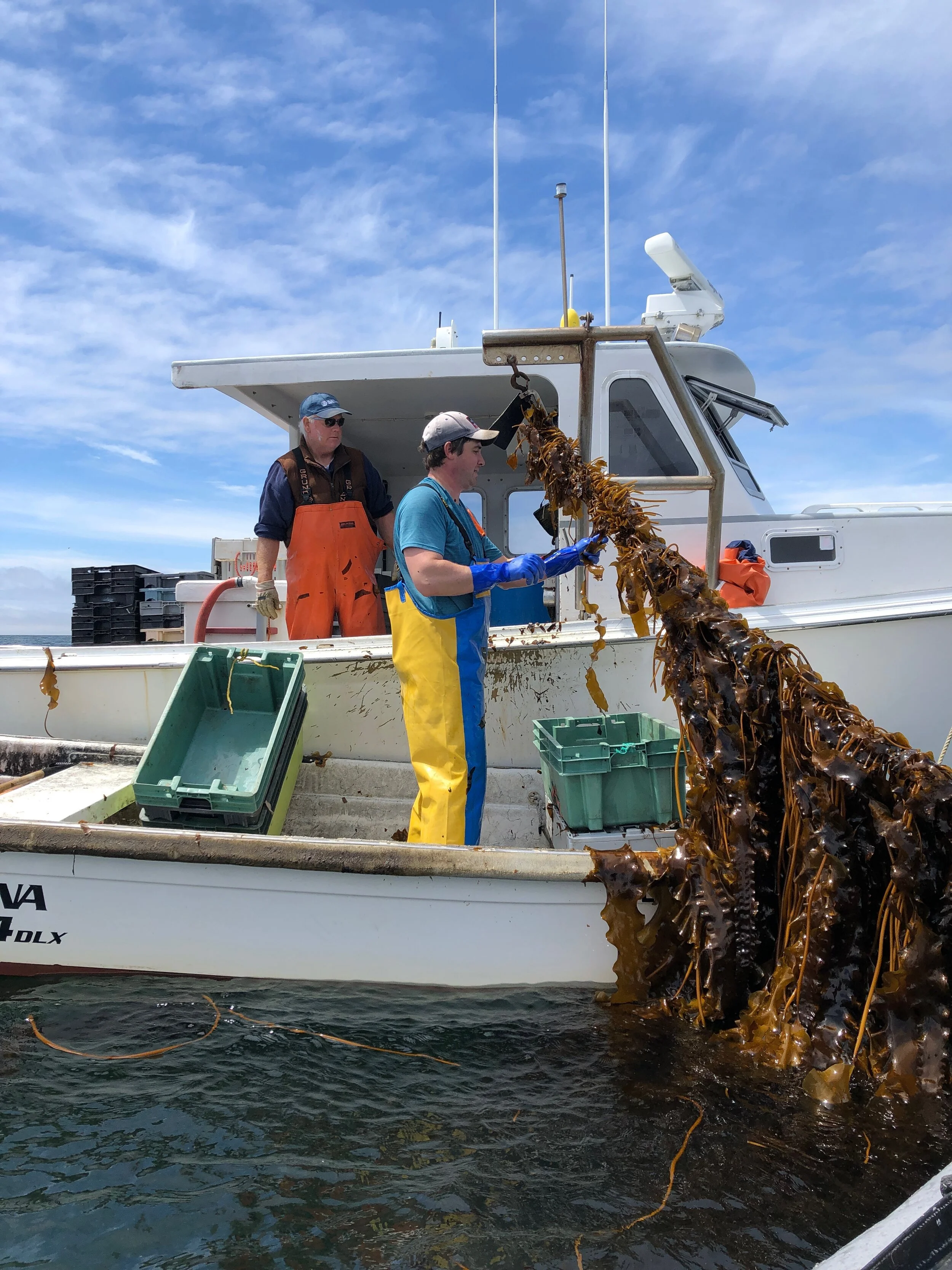 201_AtlanticSeaFarms_HarvestingKelp.jpeg