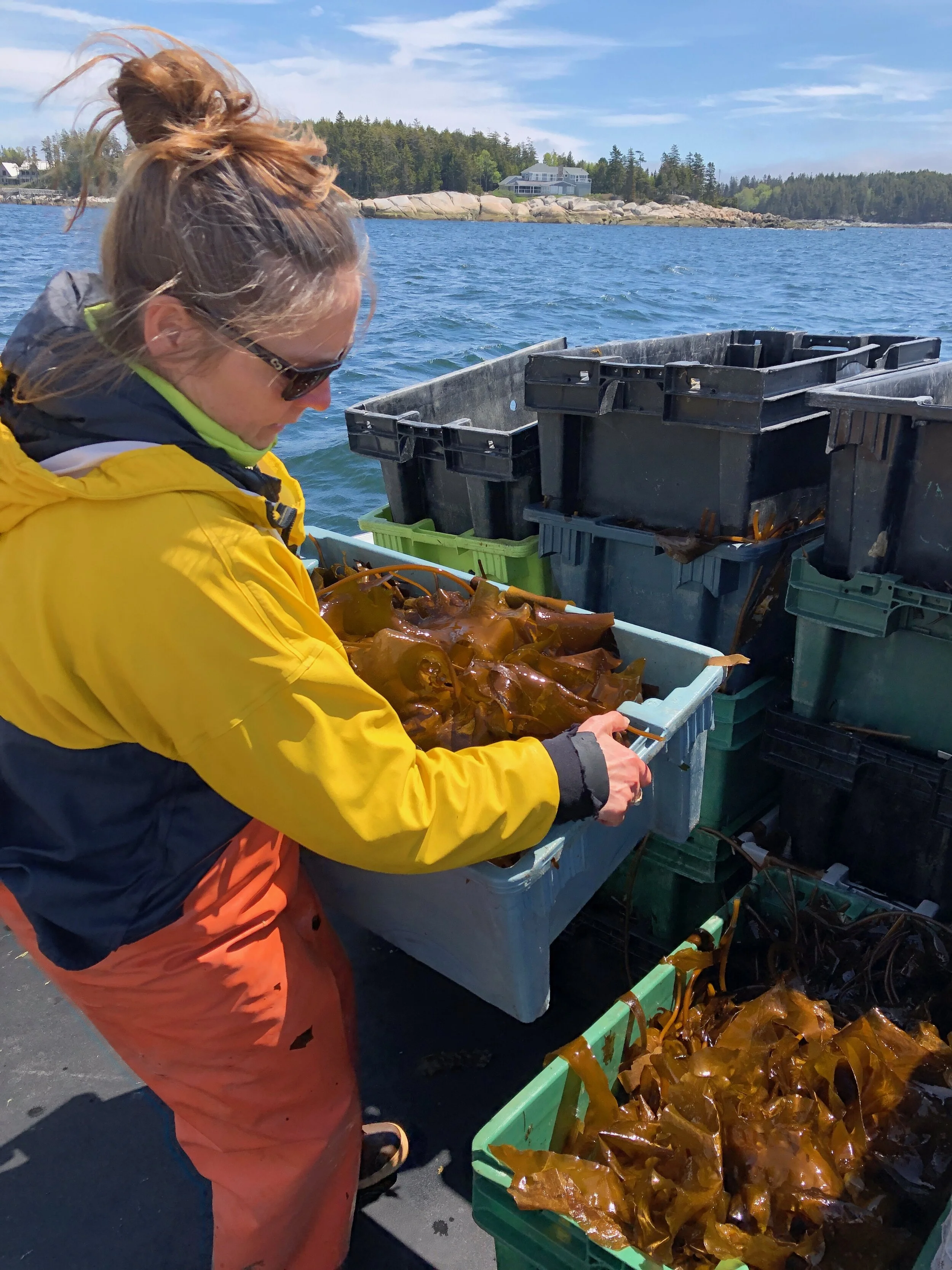 201_AtlanticSeaFarms_HarvestingKelp2.jpeg