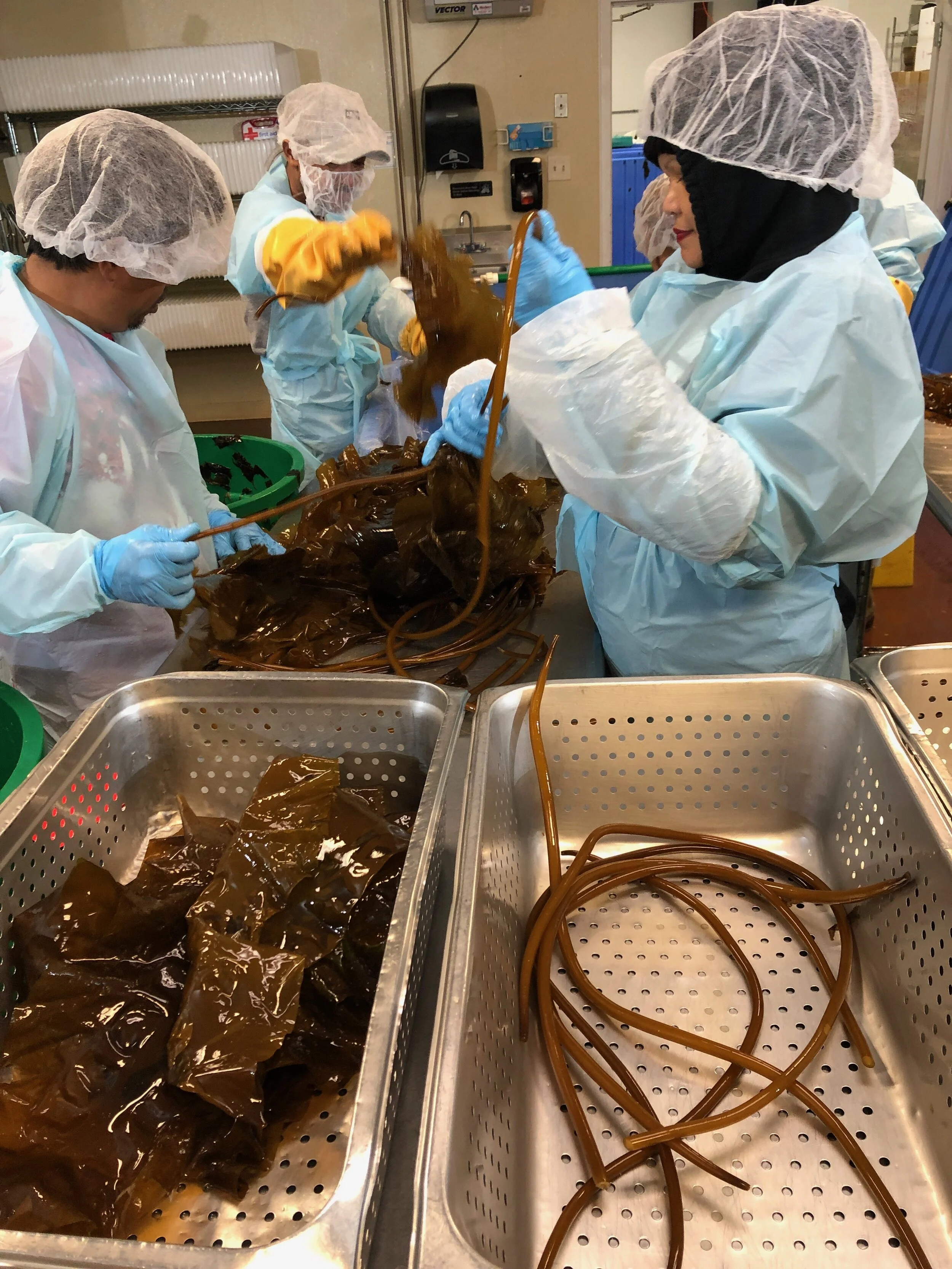 201_AtlanticSeaFarms_ProcessingKelp.jpeg