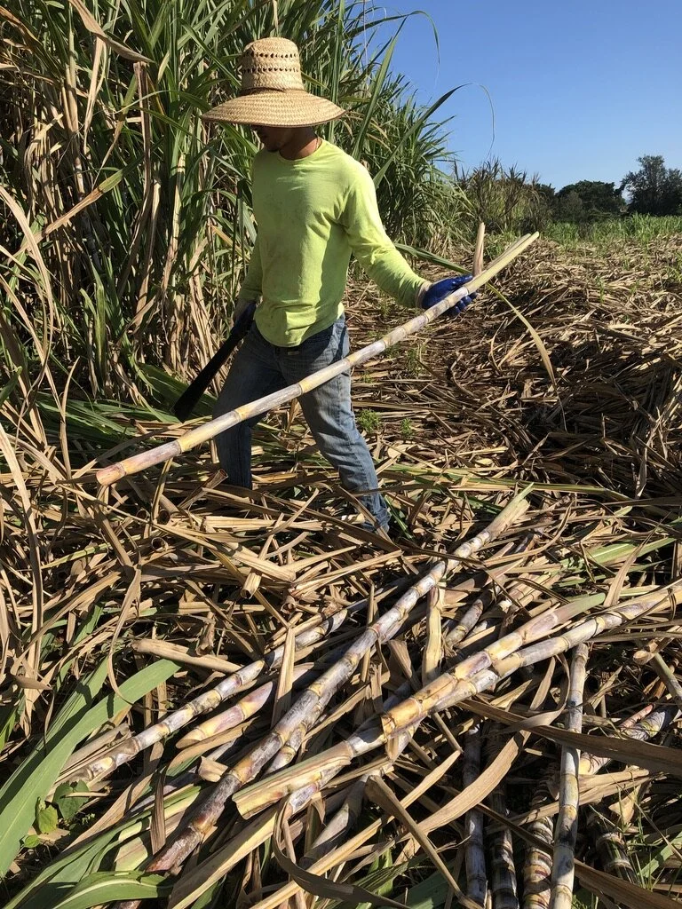 Cultivating cane at Kō Hana