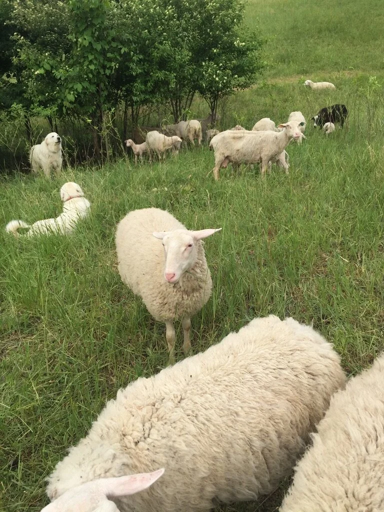 Woolly, wonderful sheep at Green Dirt Farm in Missouri