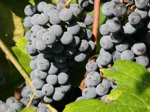 Variety Show: In Missouri, hybrid grapes take center stage